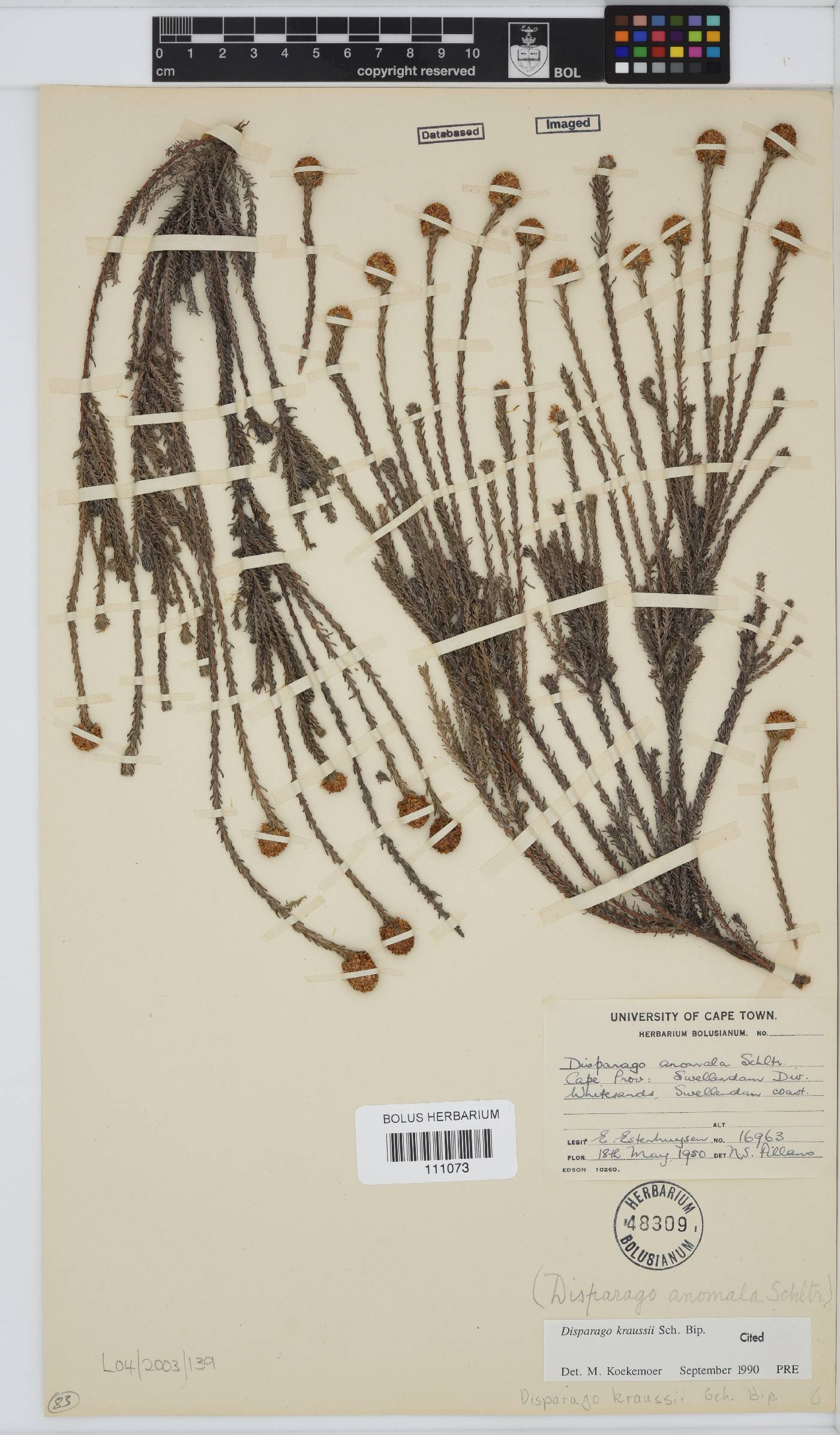 Disparago kraussii image