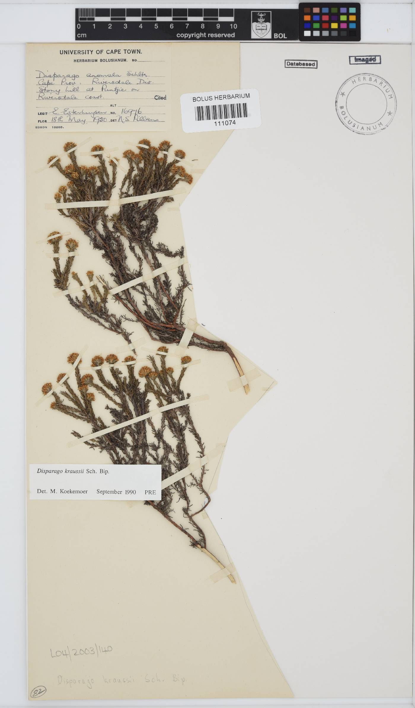 Disparago kraussii image