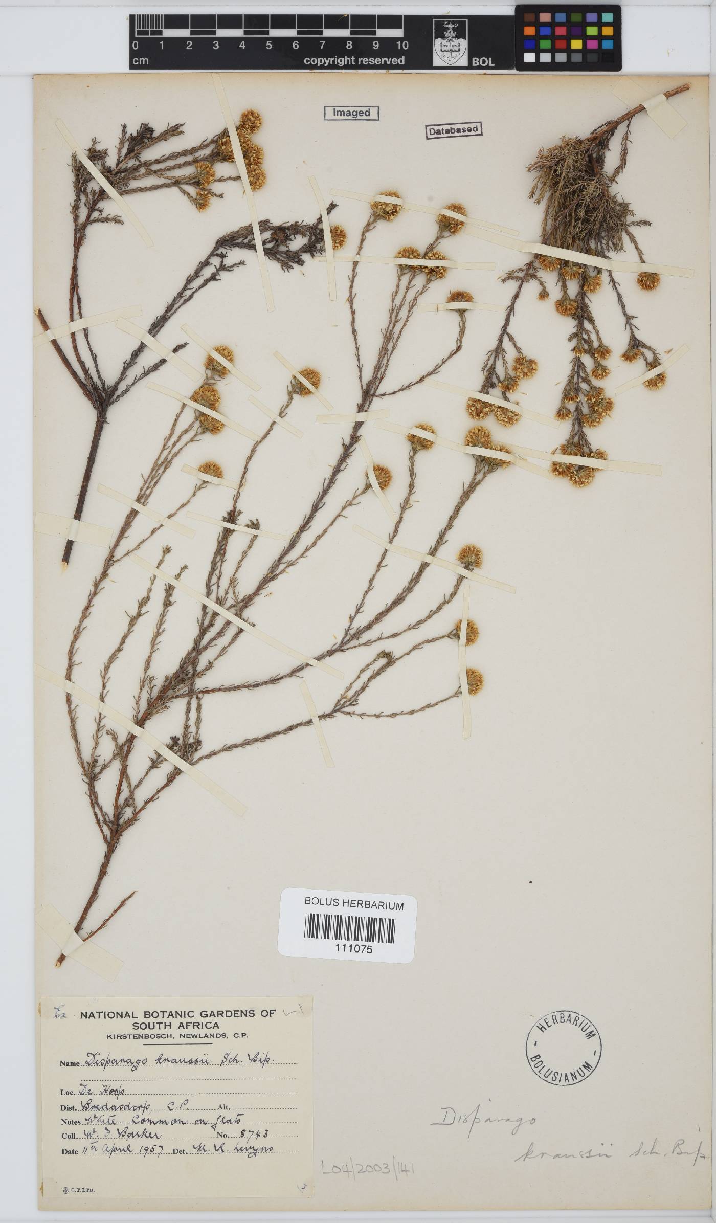 Disparago kraussii image