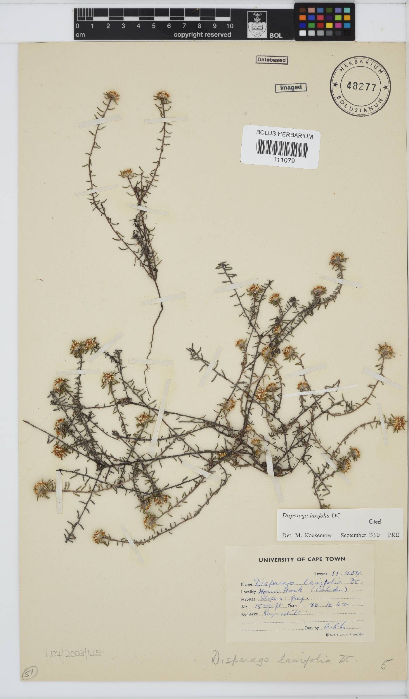 Disparago laxifolia image