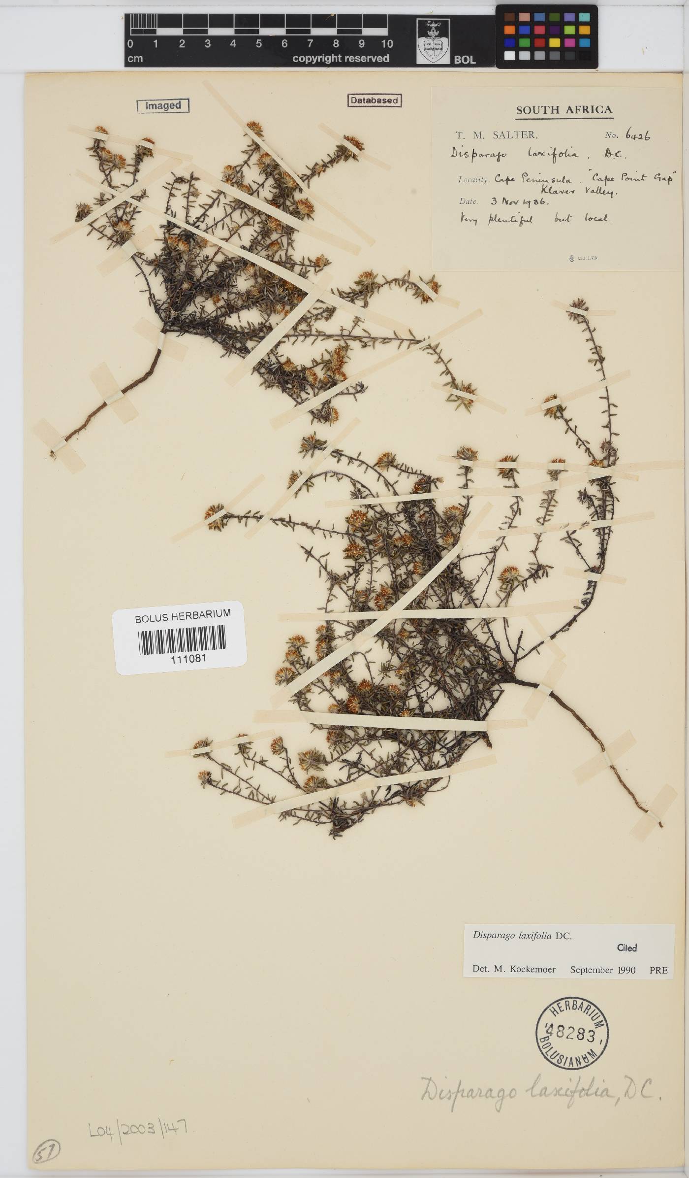 Disparago laxifolia image