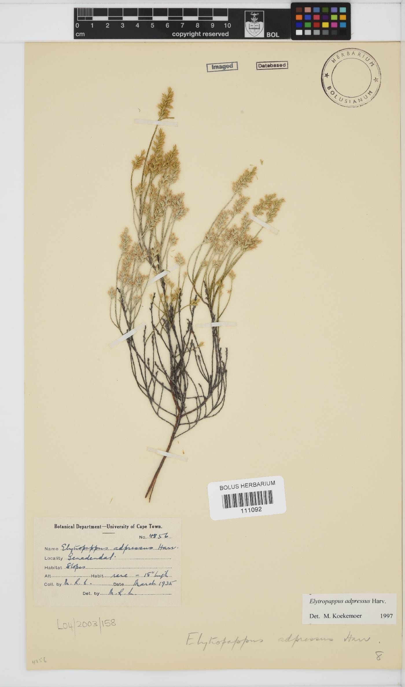 Dicerothamnus adpressus image