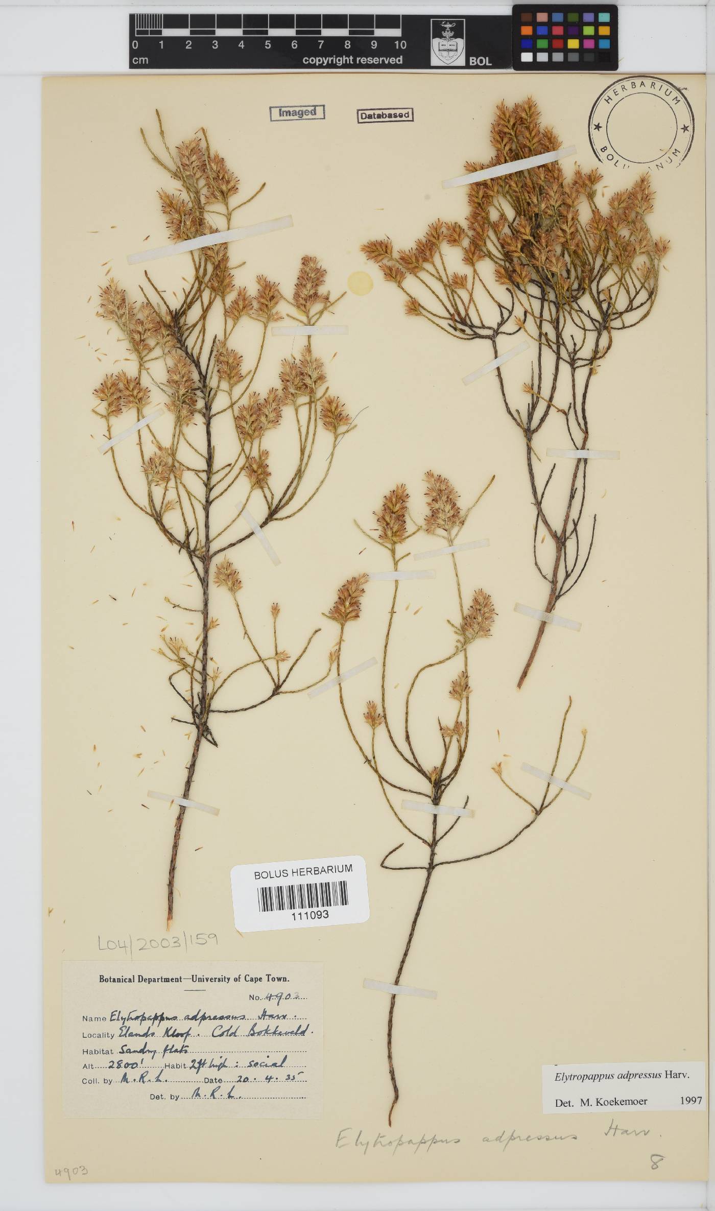 Dicerothamnus adpressus image