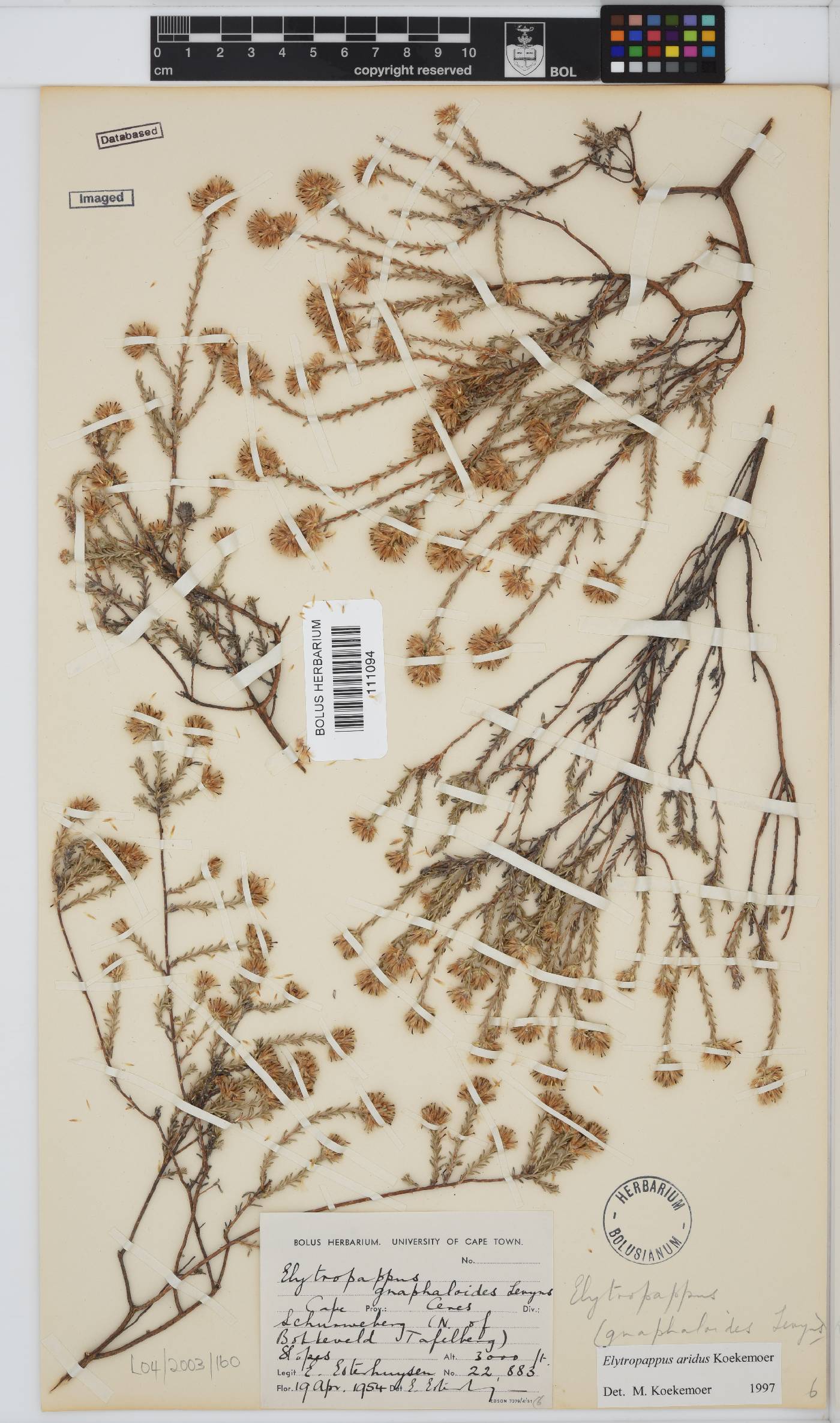 Elytropappus image