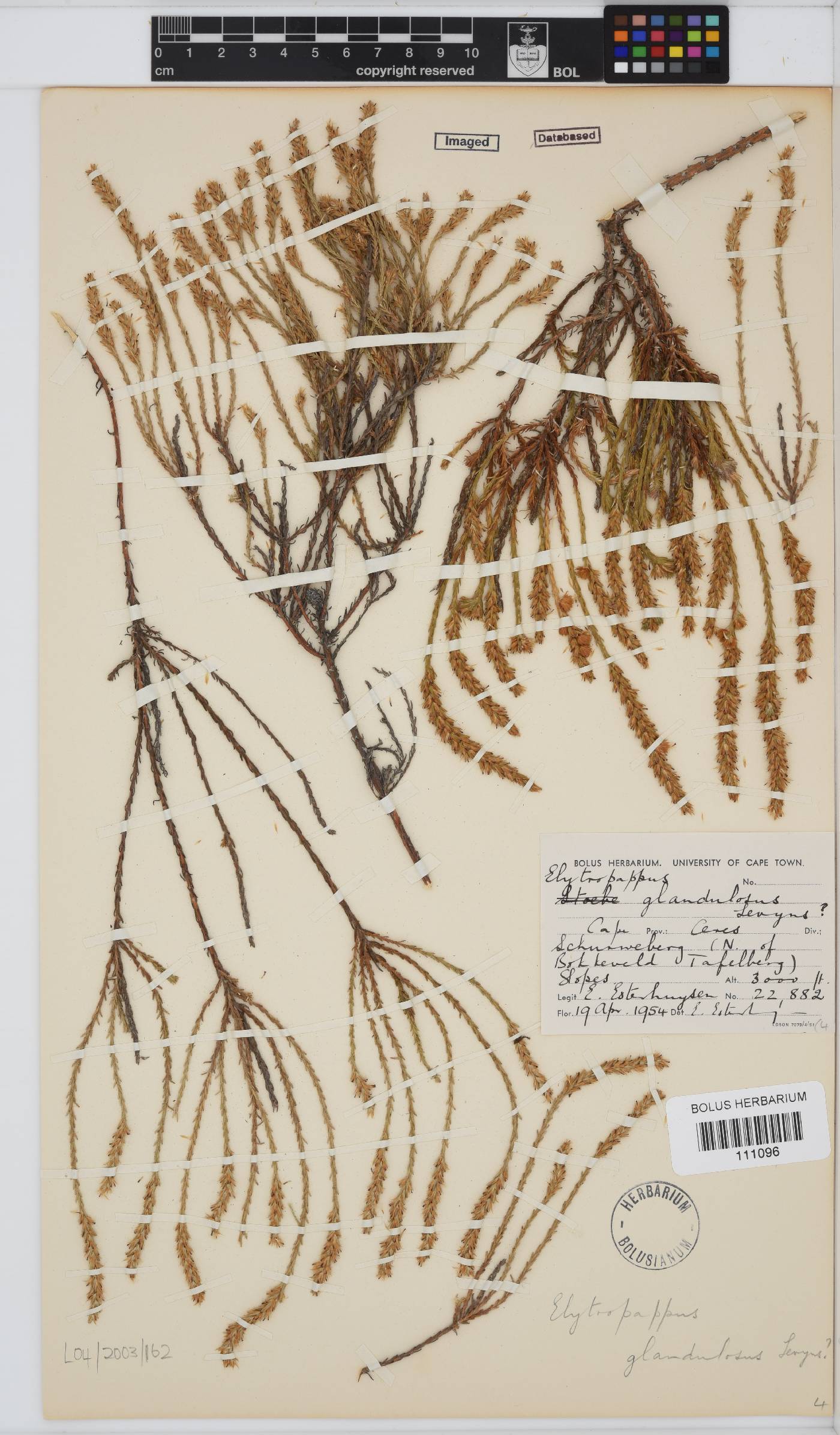 Myrovernix glandulosus image