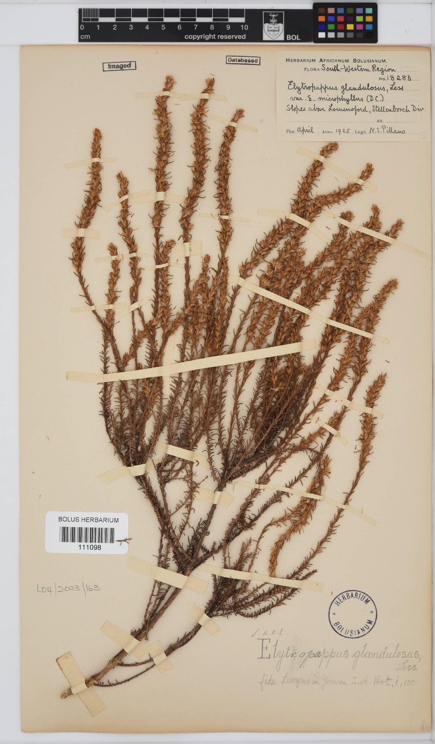 Myrovernix glandulosus image