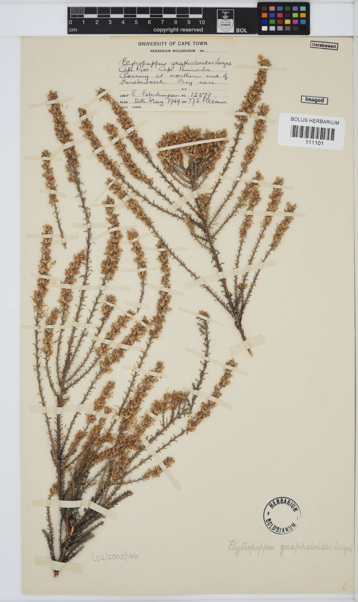 Myrovernix gnaphaloides image