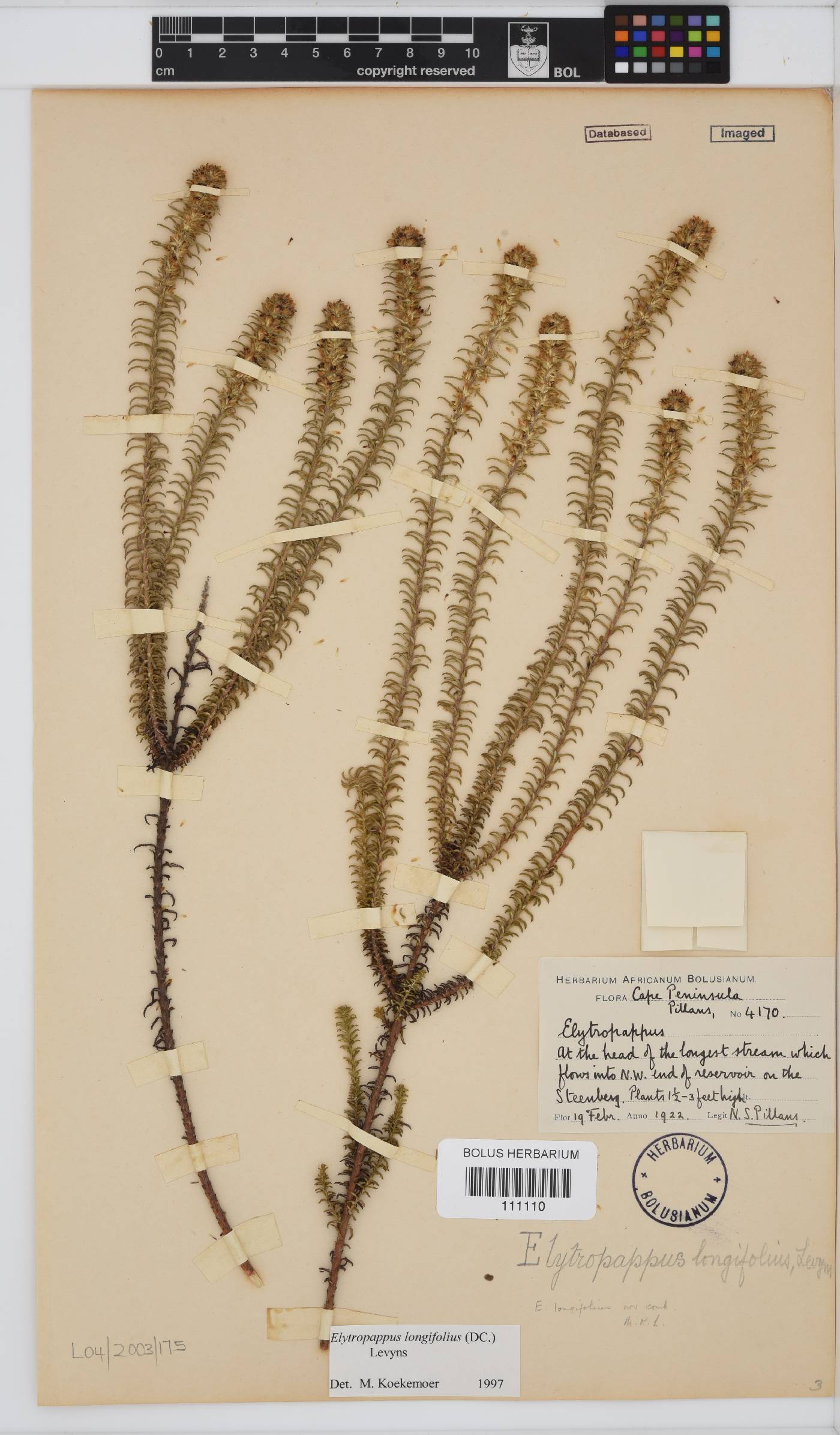 Myrovernix longifolius image