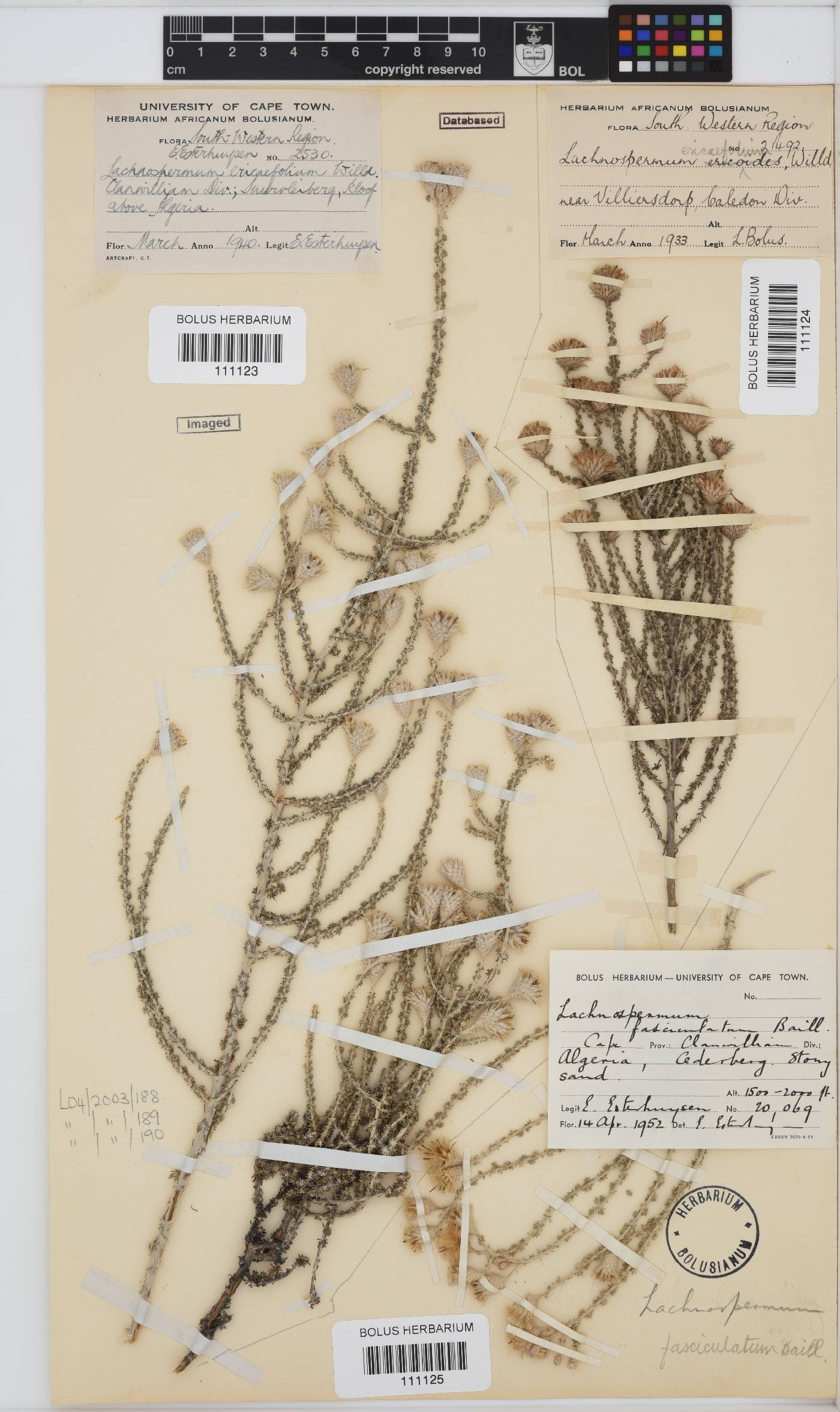 Lachnospermum fasciculatum image