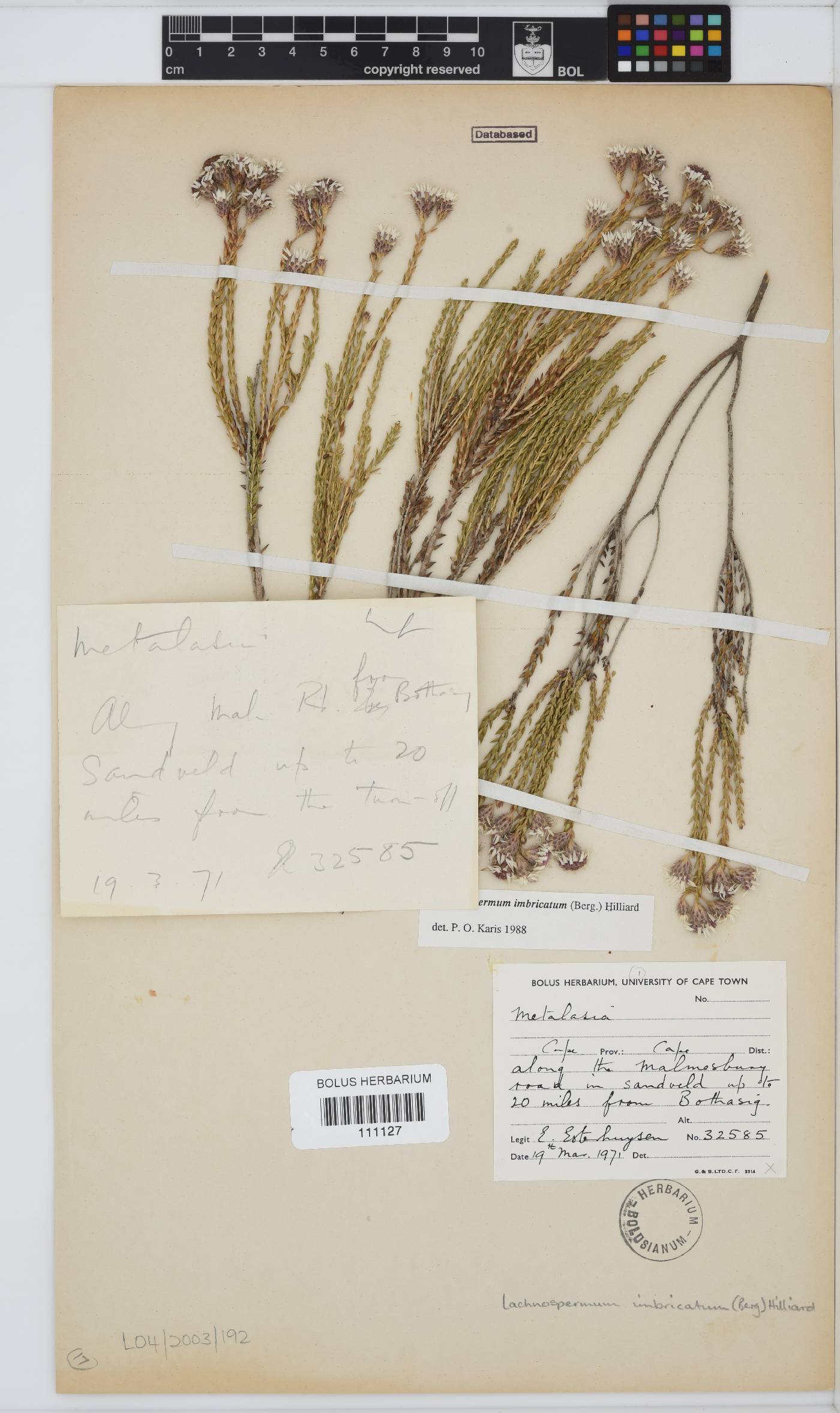 Lachnospermum imbricatum image