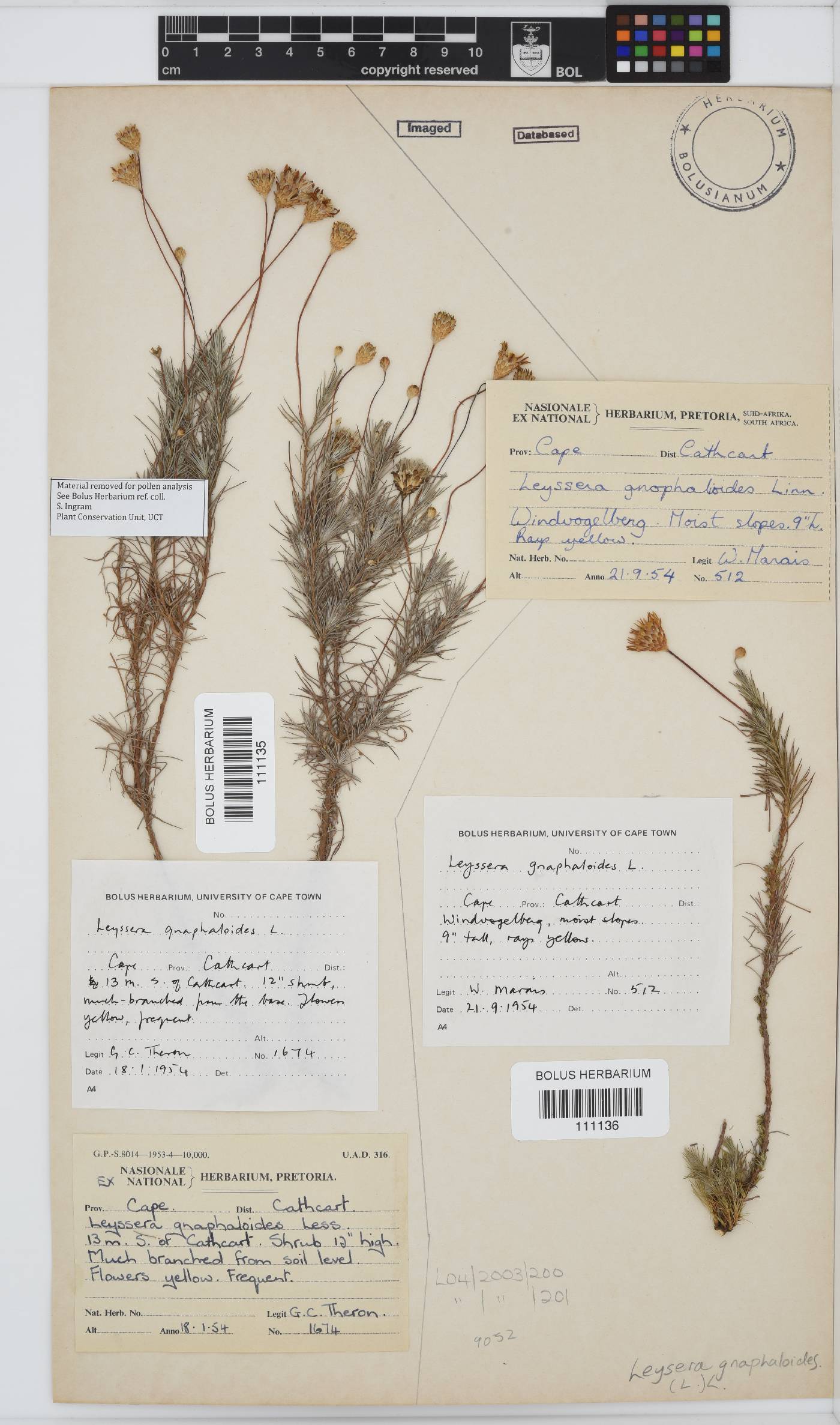Leysera gnaphalodes image