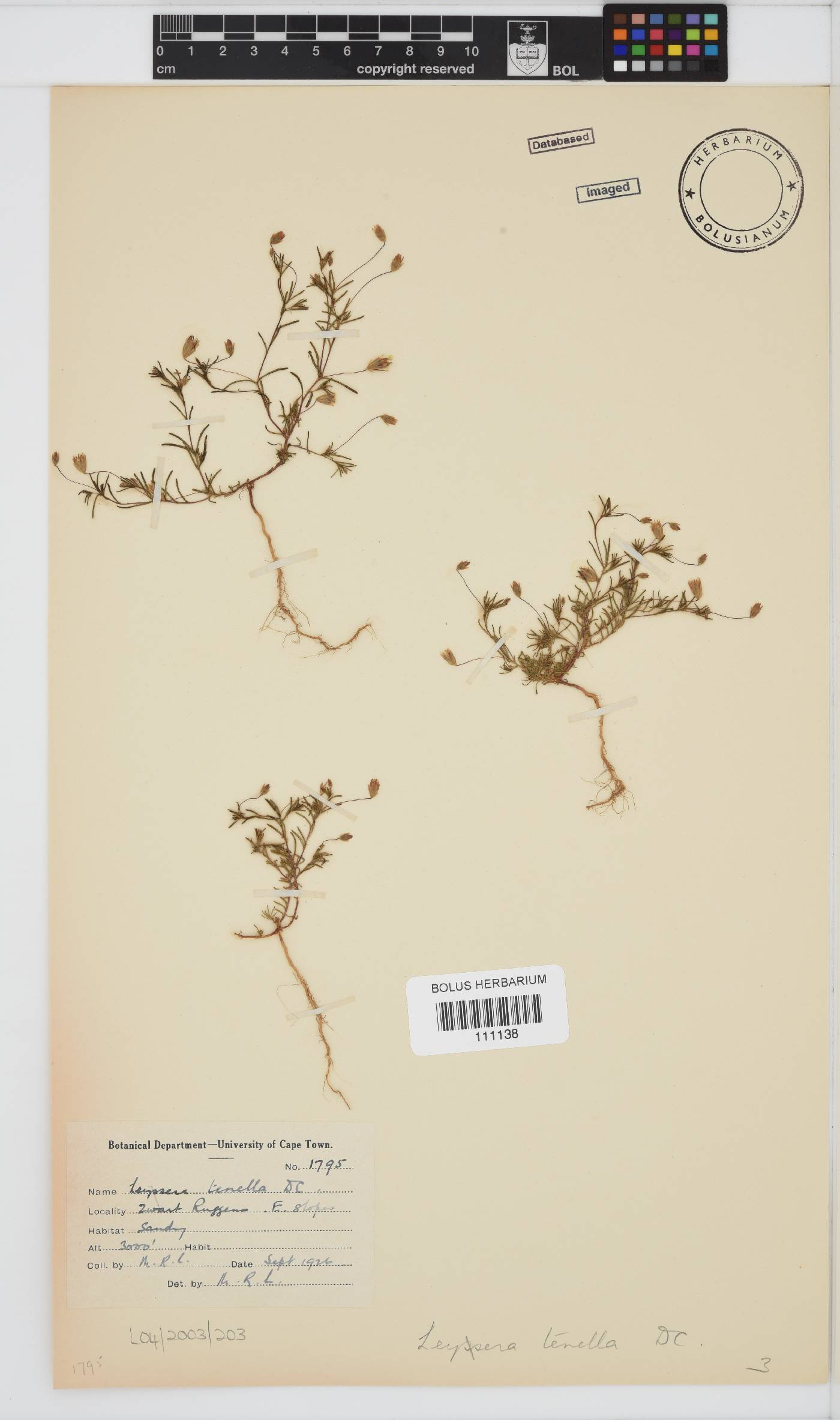 Leysera tenella image