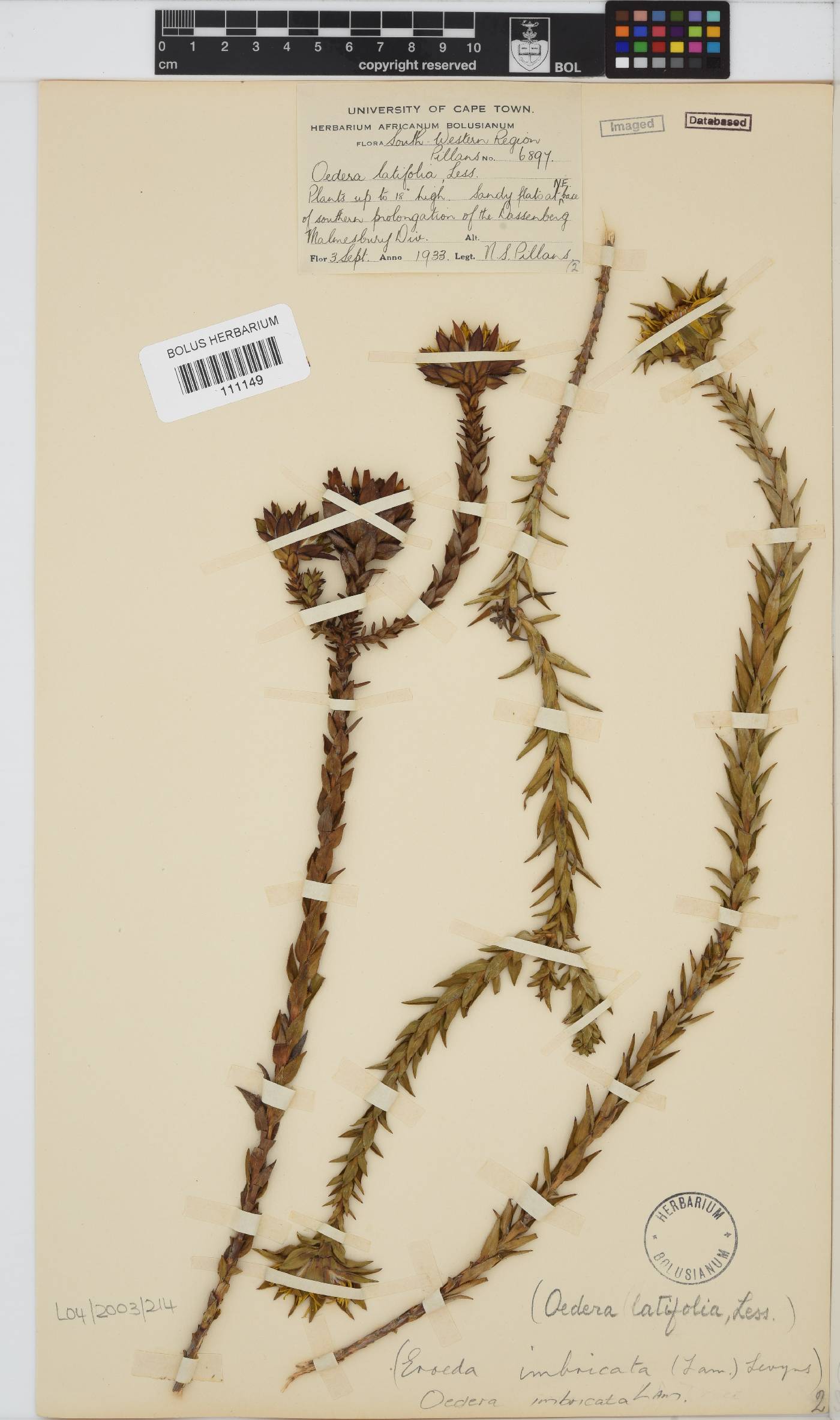 Oedera imbricata image