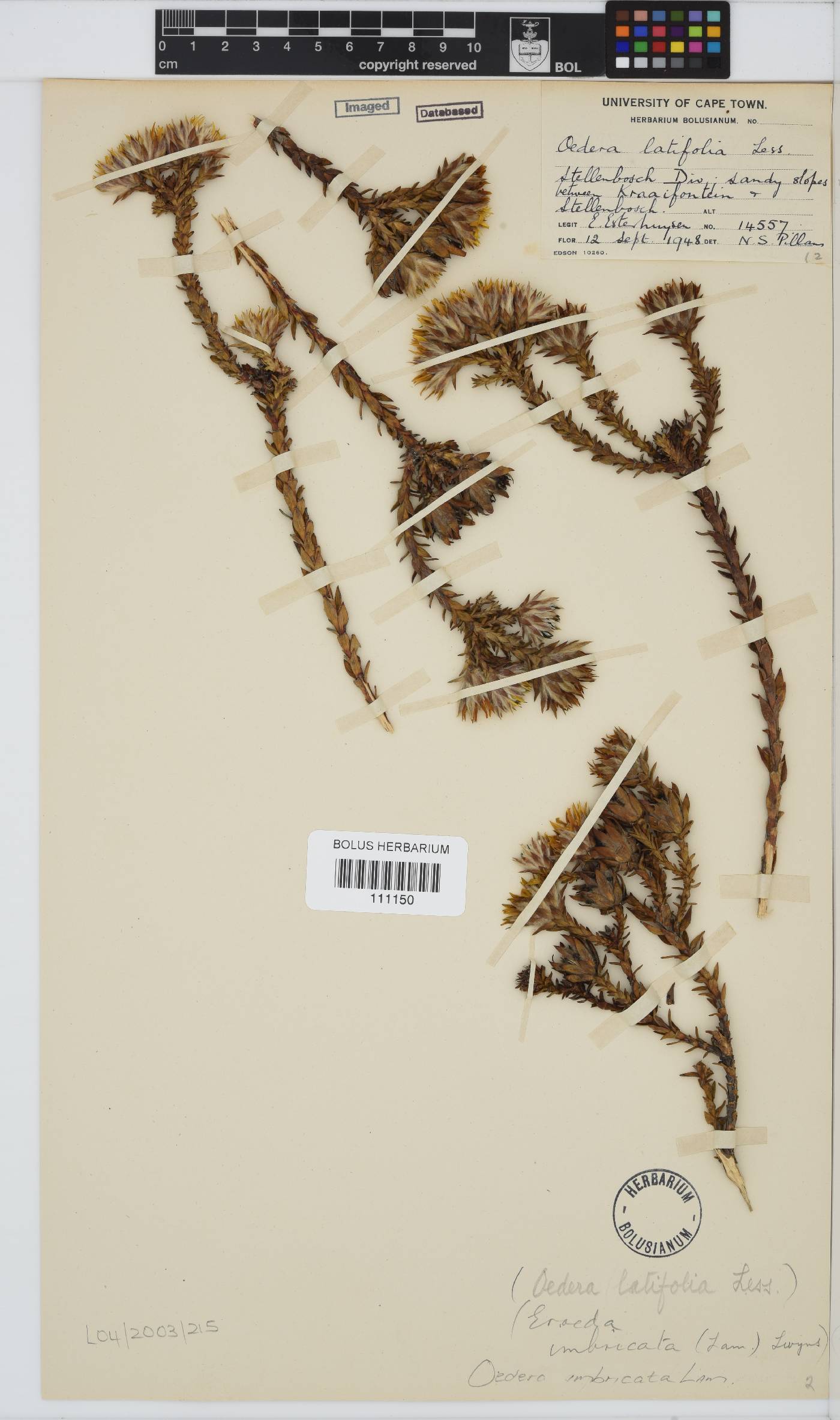 Oedera imbricata image