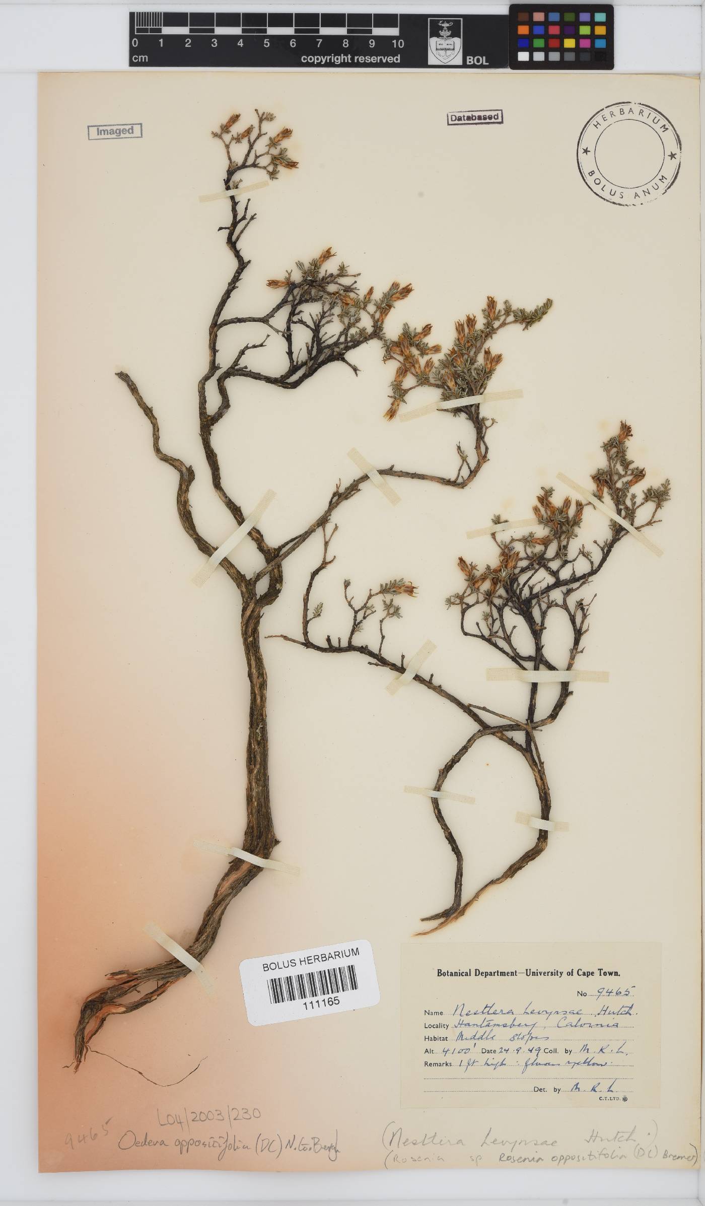 Oedera oppositifolia image