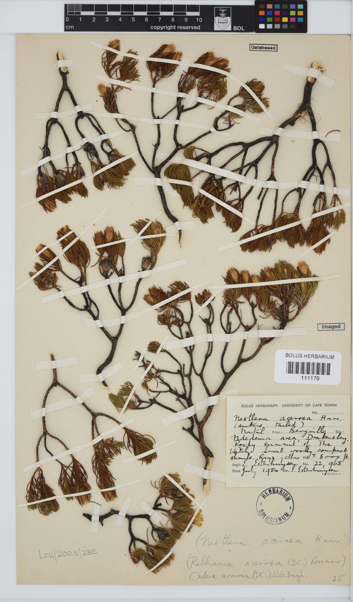 Oedera acerosa image