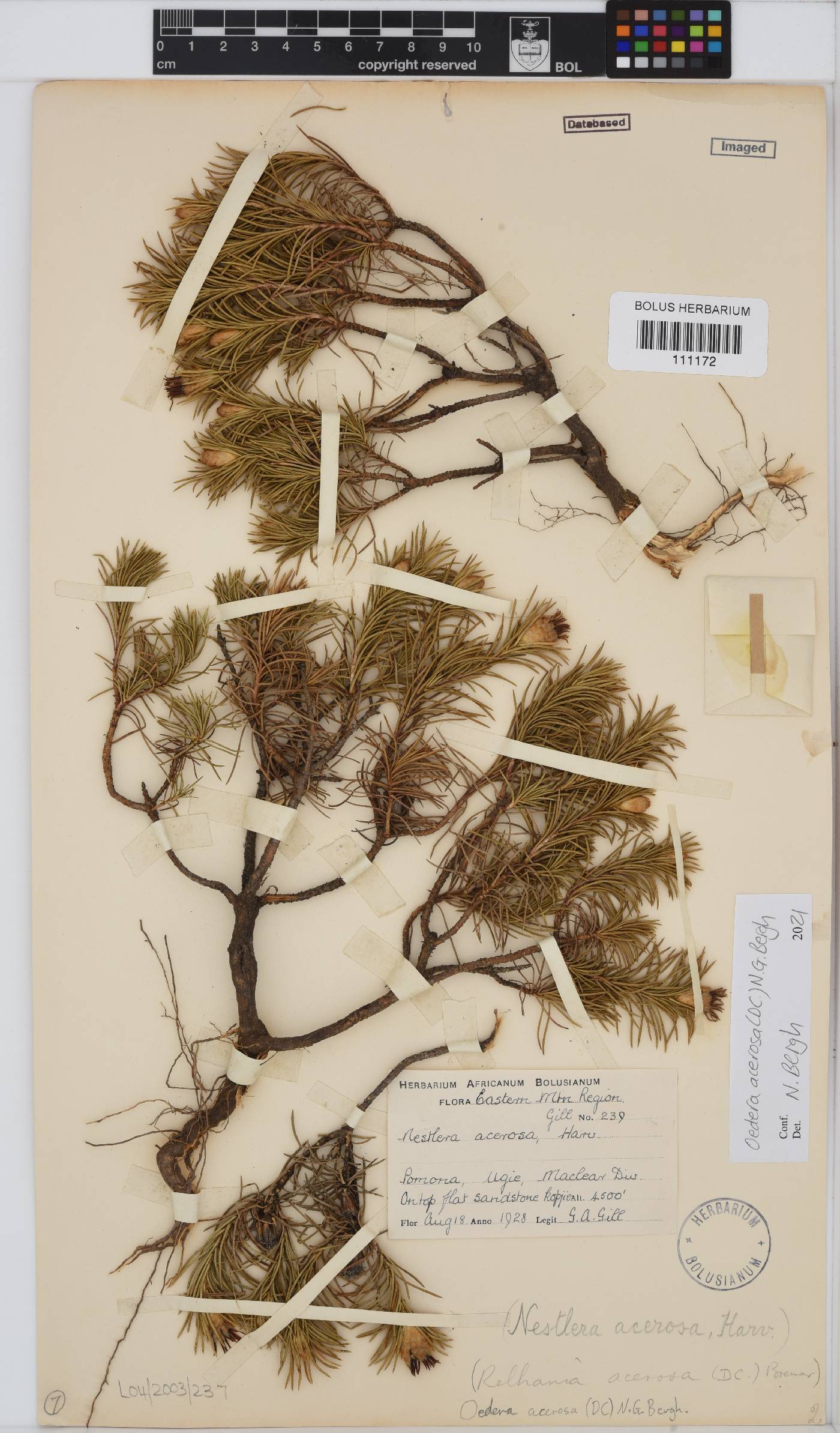 Oedera acerosa image
