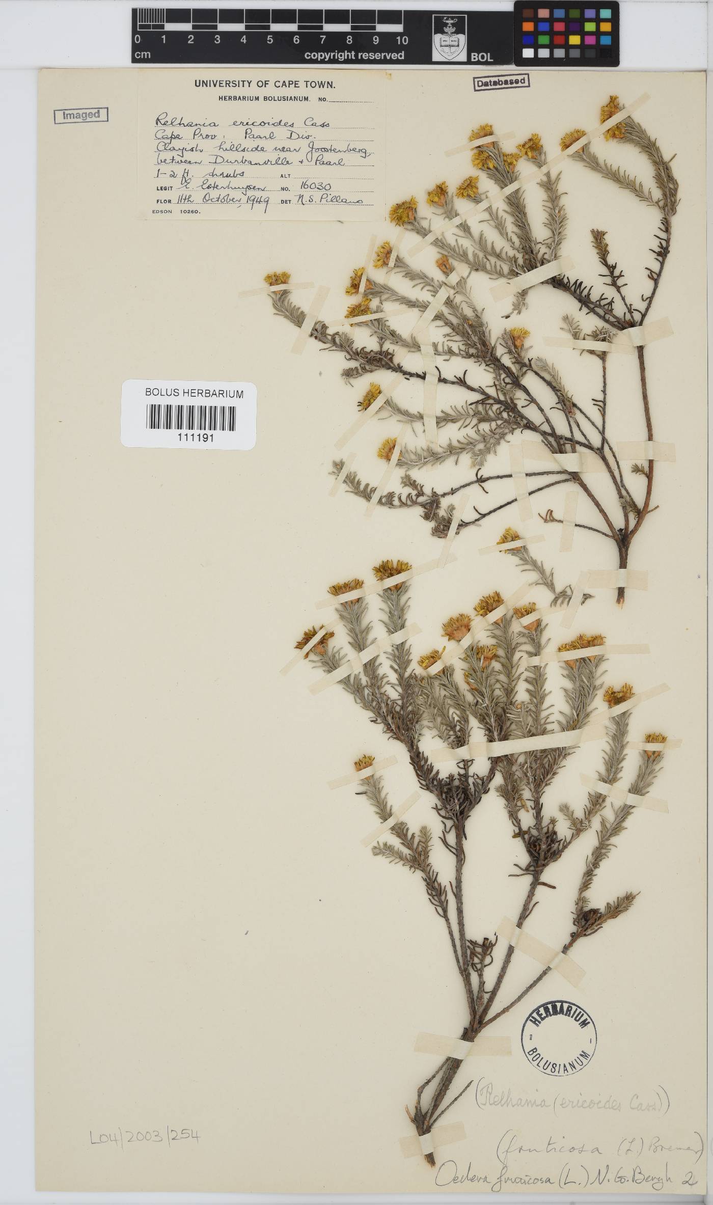Oedera fruticosa image