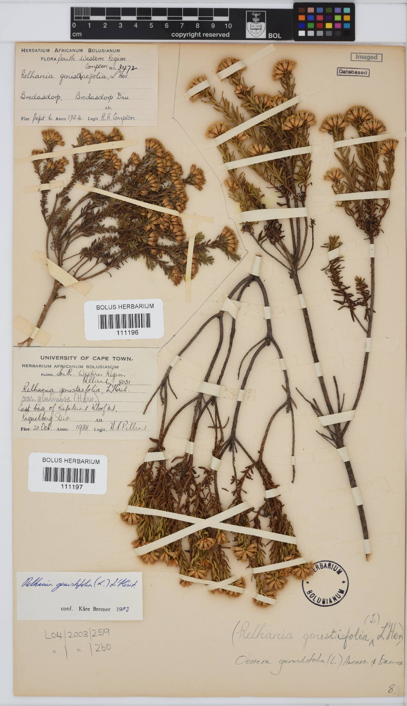 Oedera genistifolia image