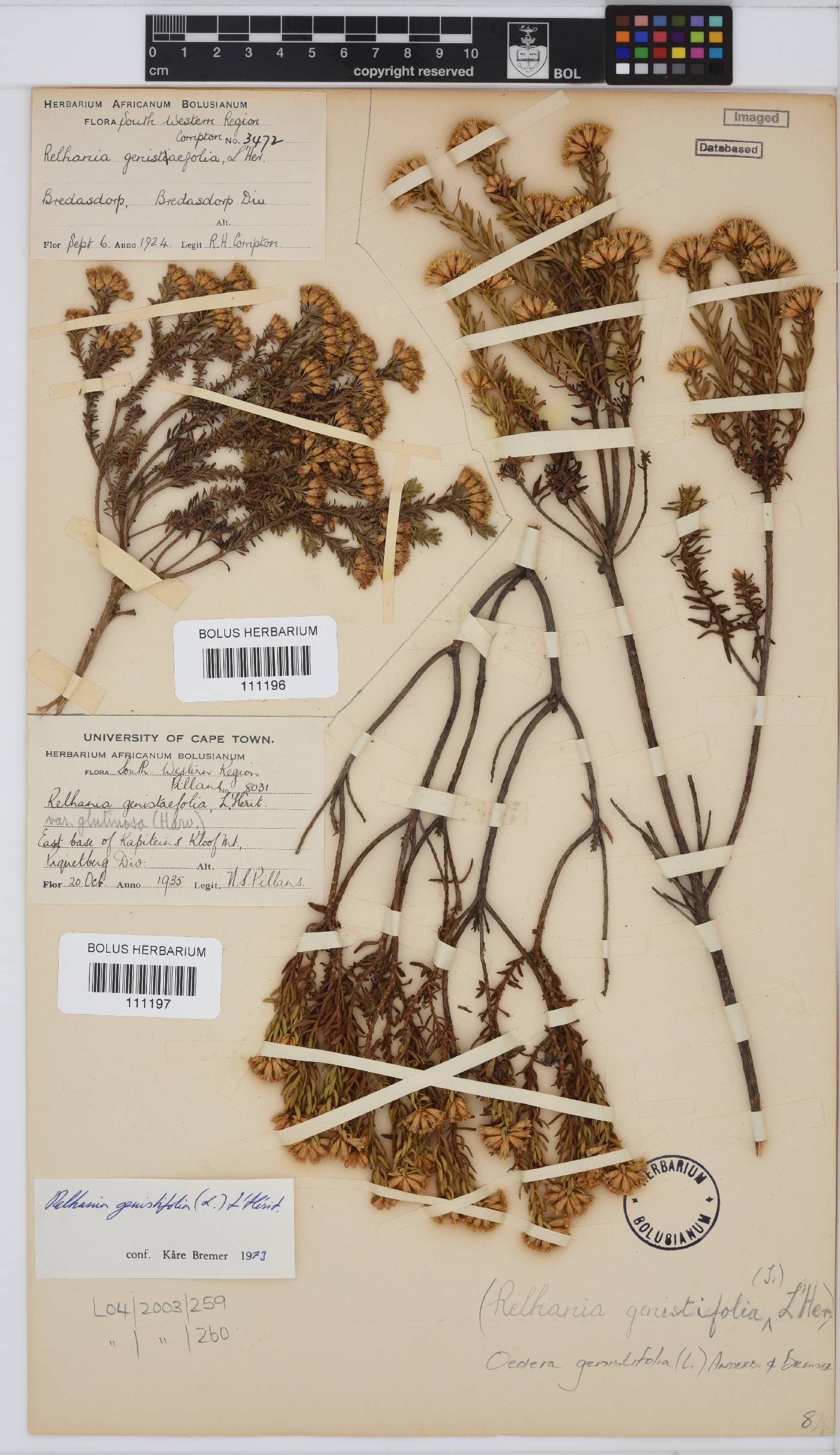 Oedera genistifolia image