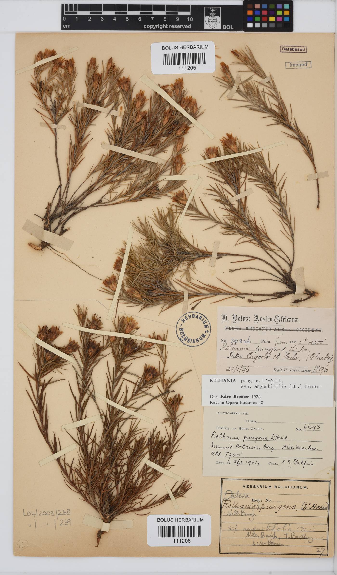 Oedera pungens subsp. angustifolia image