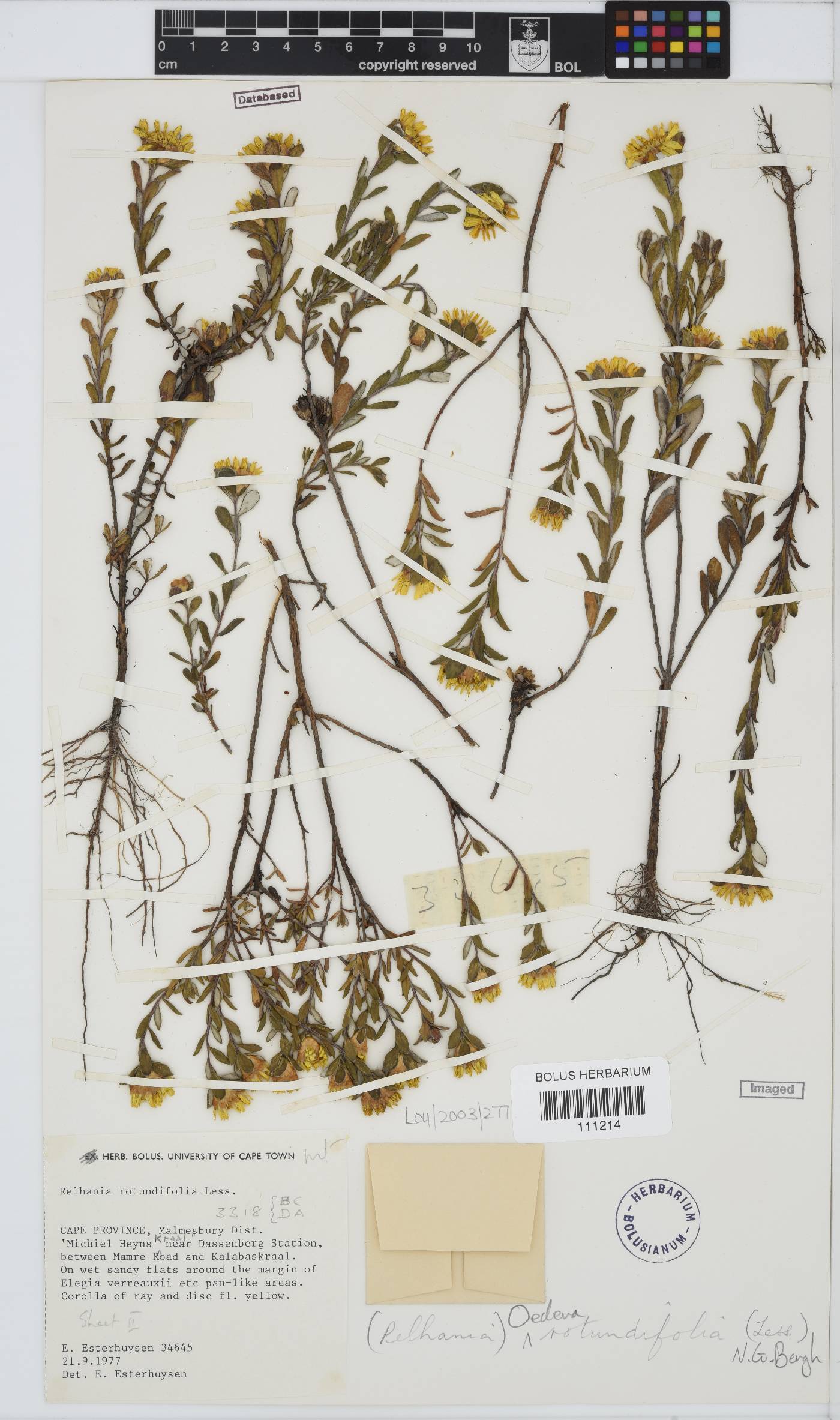 Oedera rotundifolia image