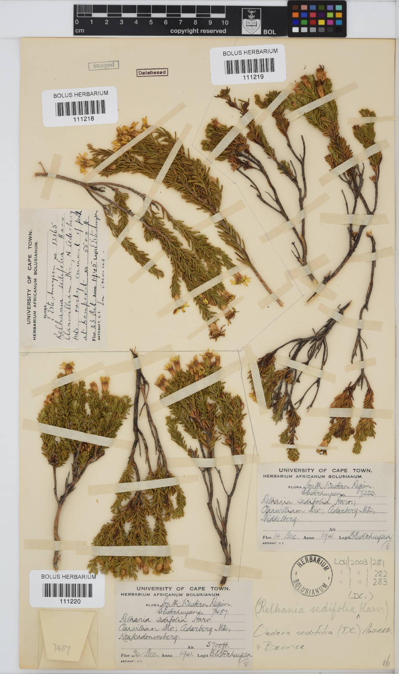 Oedera sedifolia image