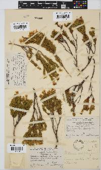 Oedera sedifolia image