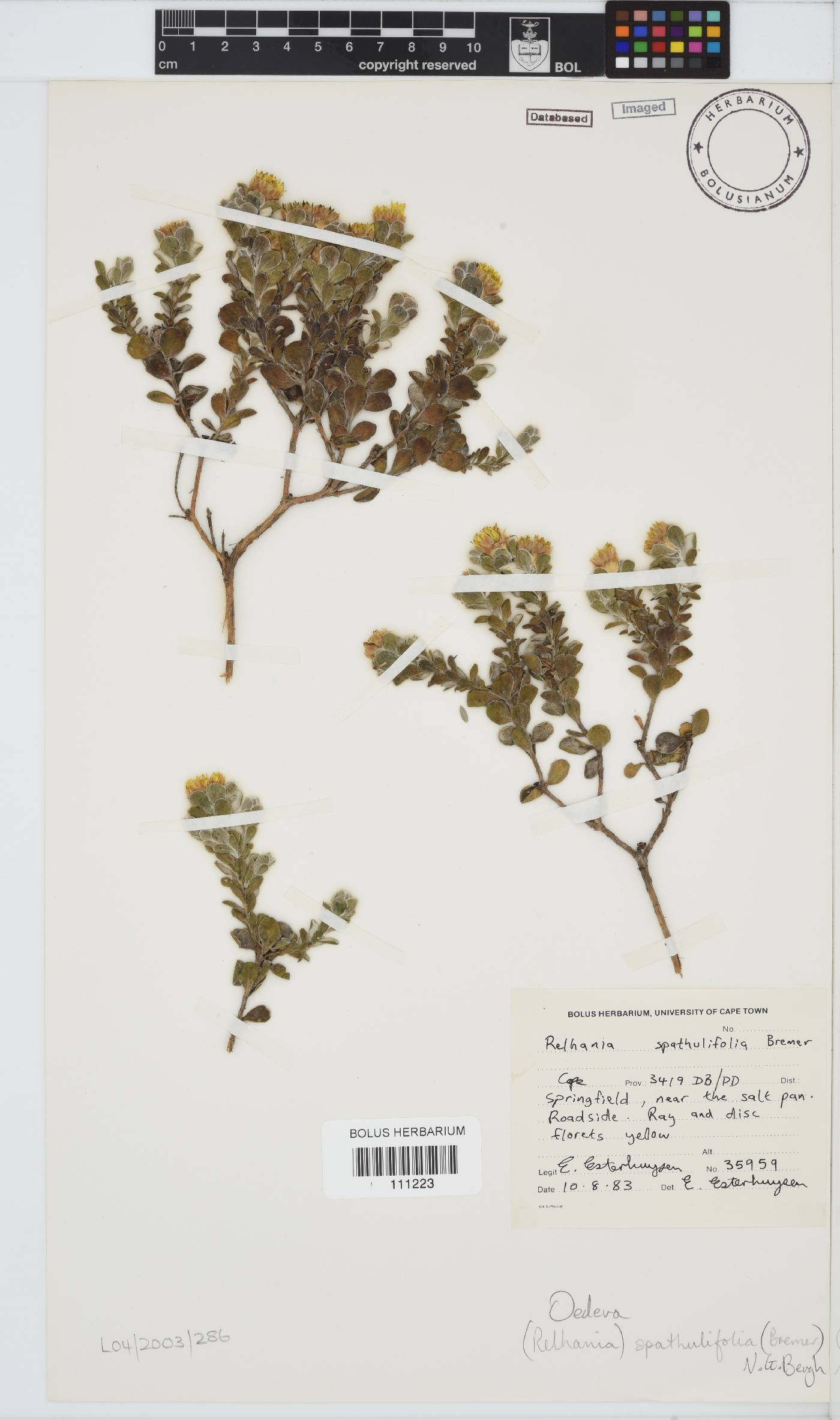 Oedera spathulifolia image