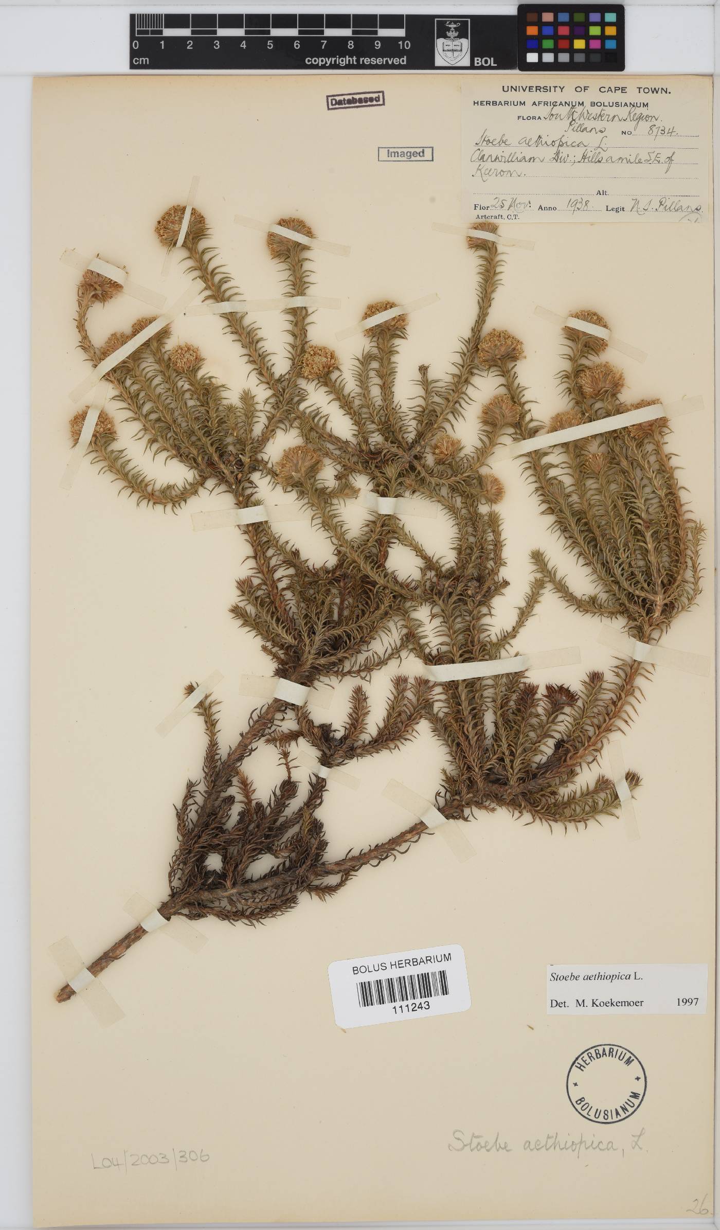 Stoebe image