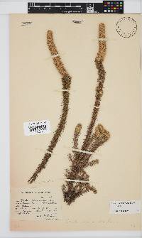 Stoebe alopecuroides image