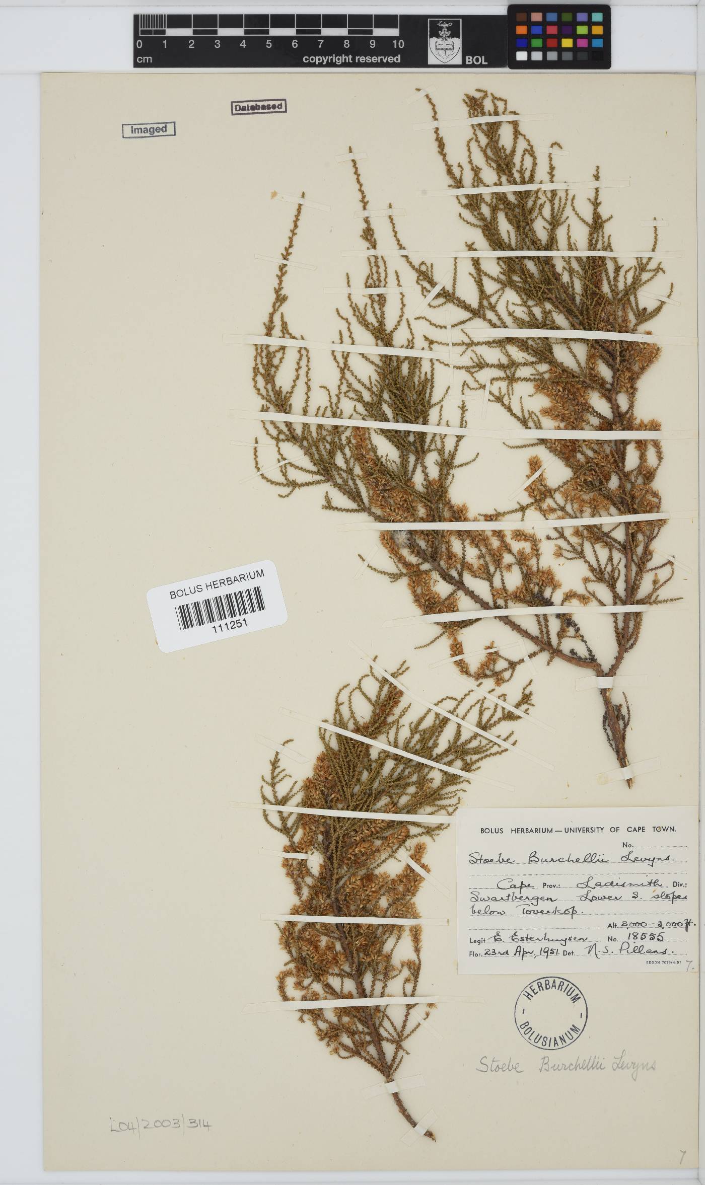 Seriphium plumosum image