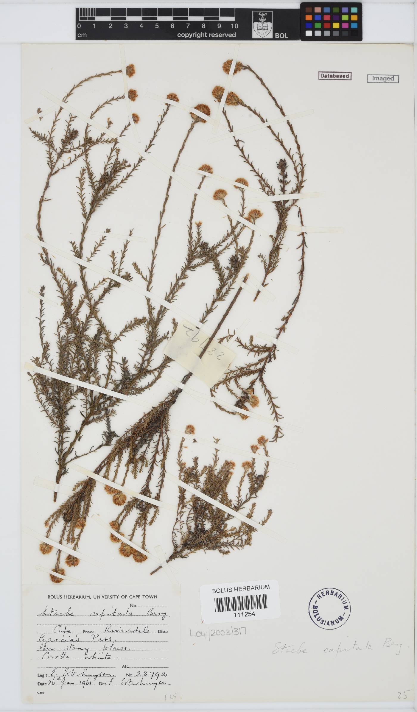 Stoebe capitata image