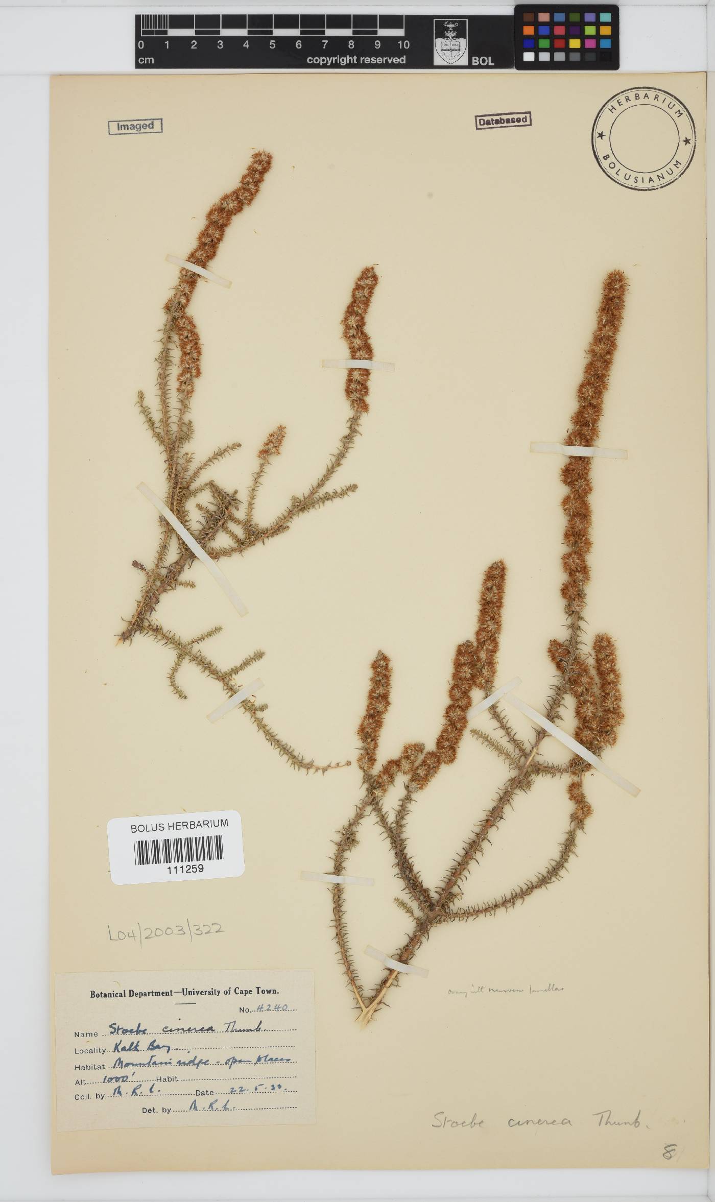 Seriphium cinereum image