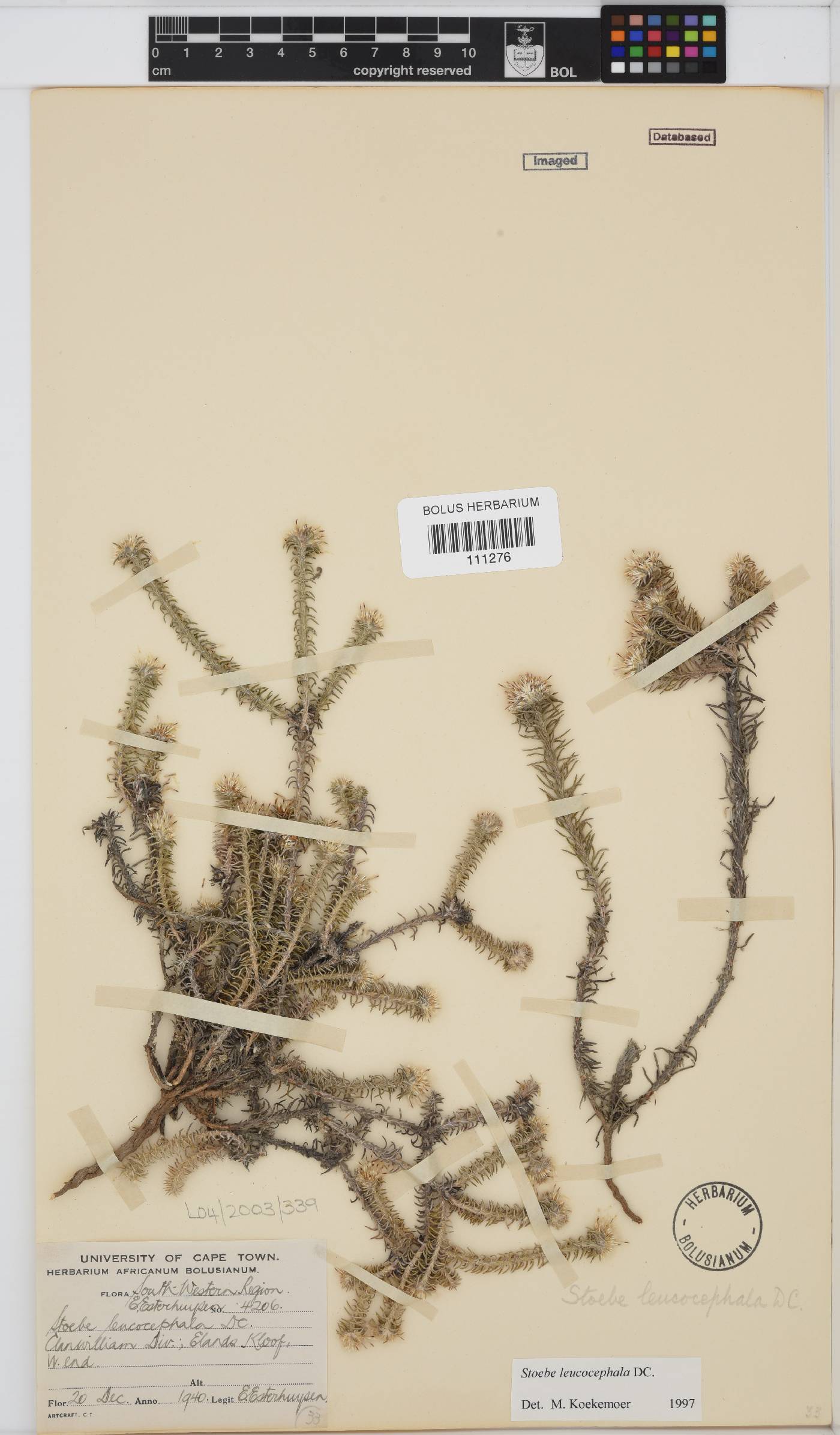 Stoebe leucocephala image