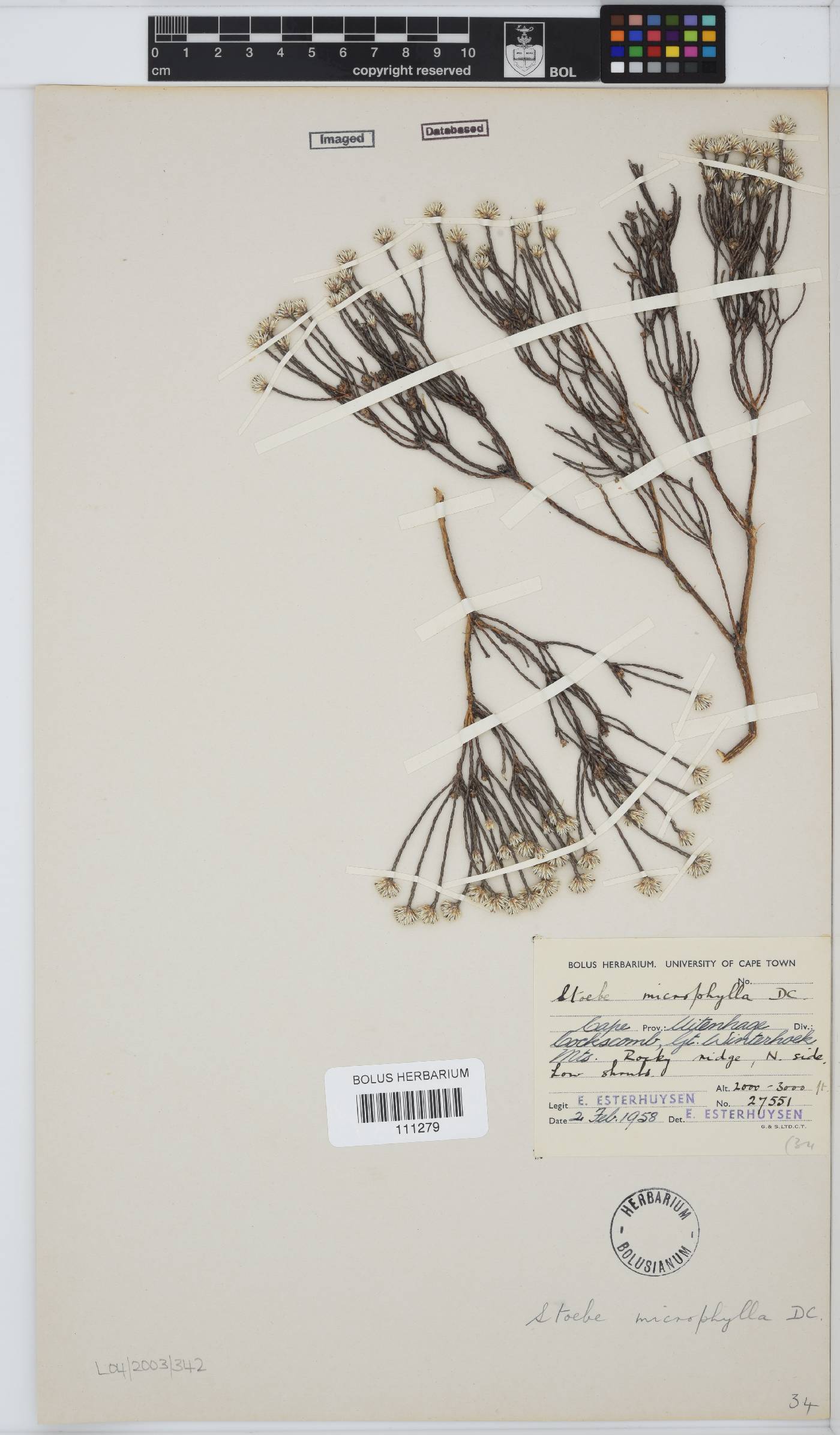 Stoebe microphylla image