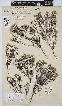 Stoebe microphylla image