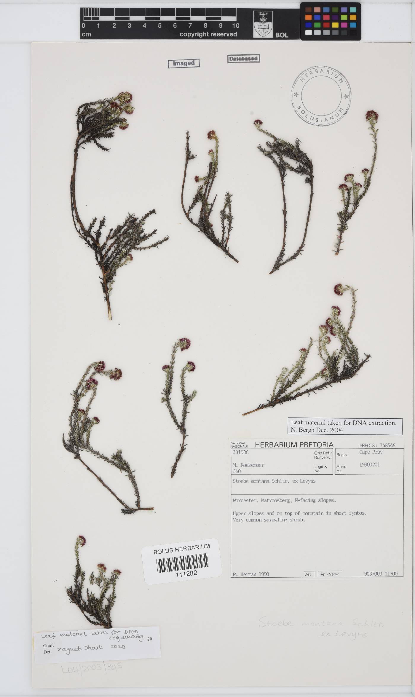 Stoebe montana image