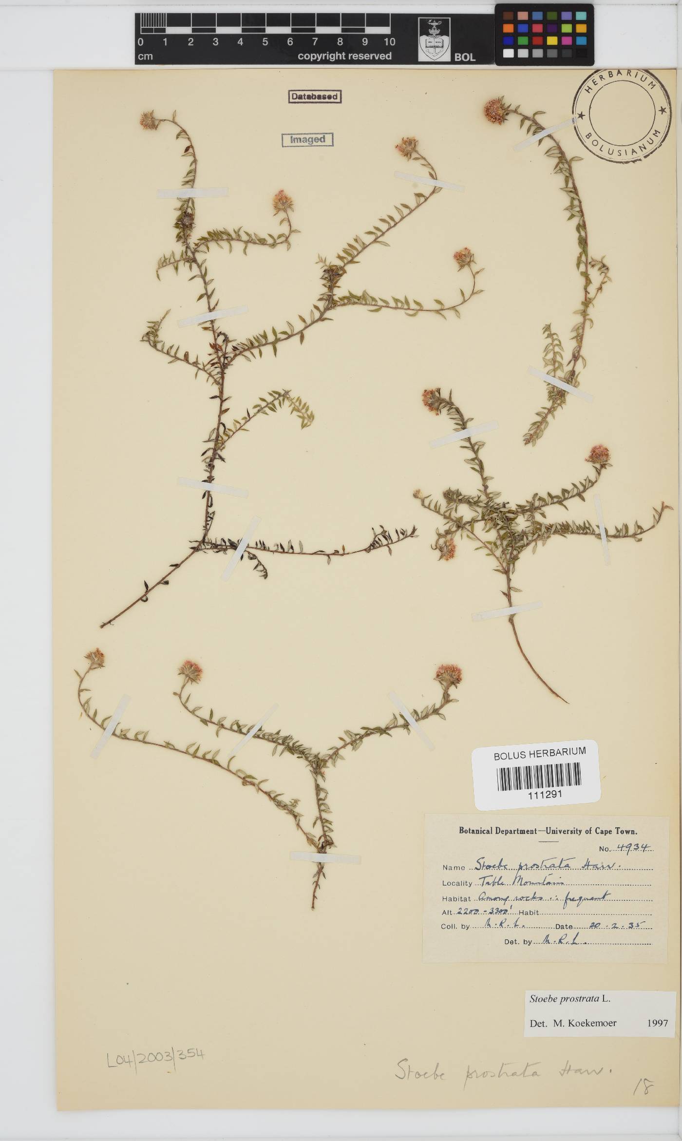 Stoebe prostrata image