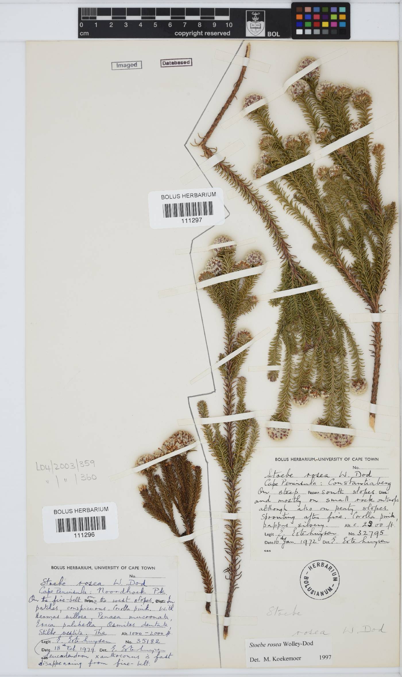 Stoebe rosea image