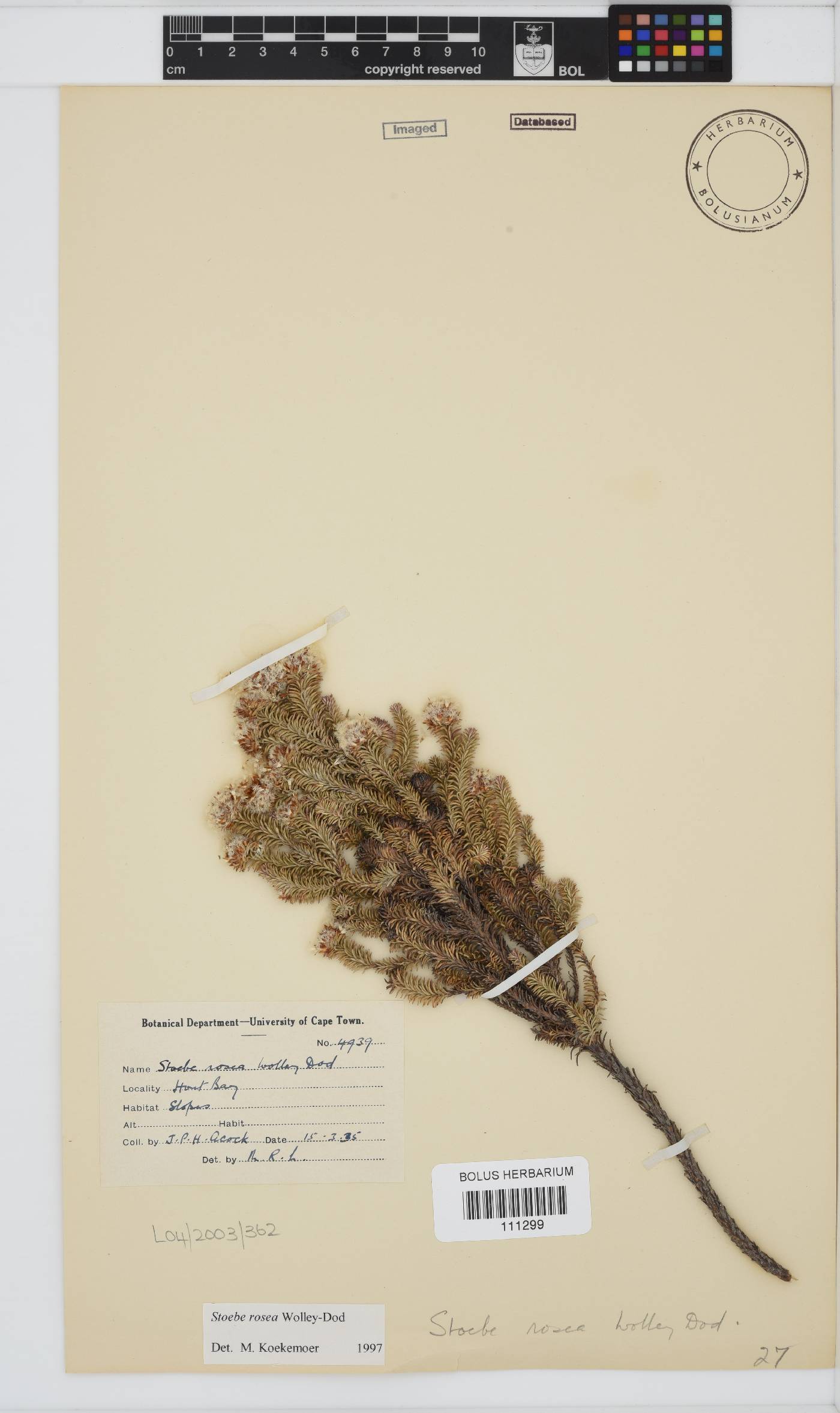 Stoebe rosea image