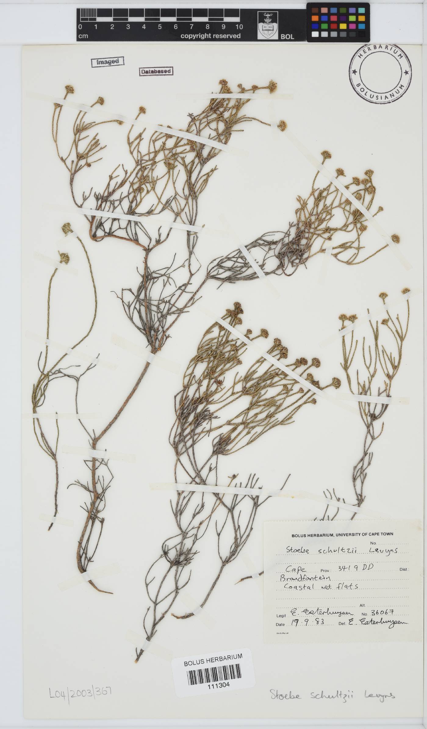 Stoebe schultzii image