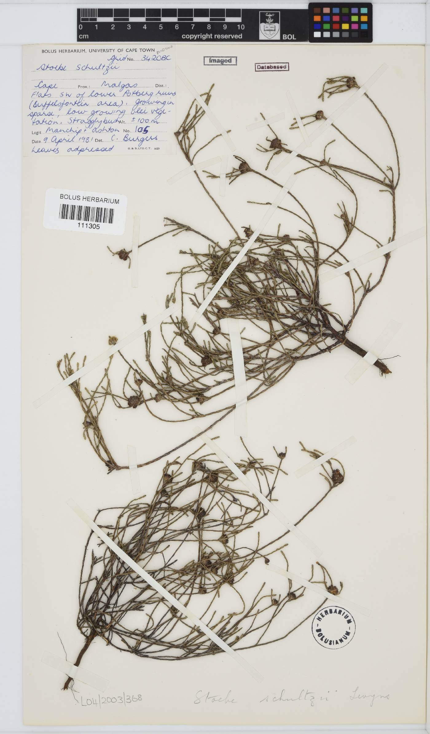 Stoebe schultzii image