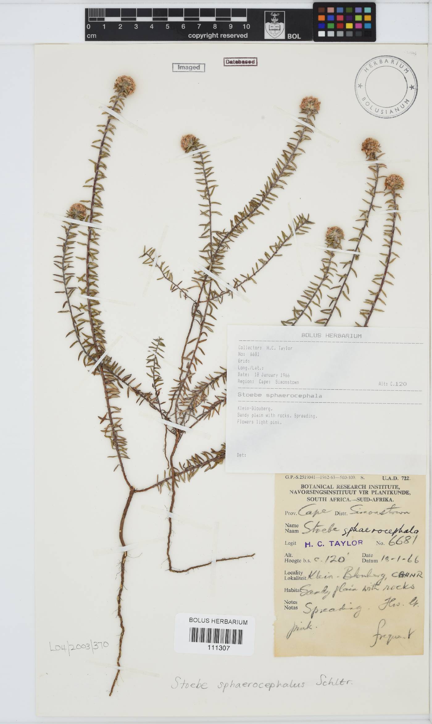 Stoebe cyathuloides image