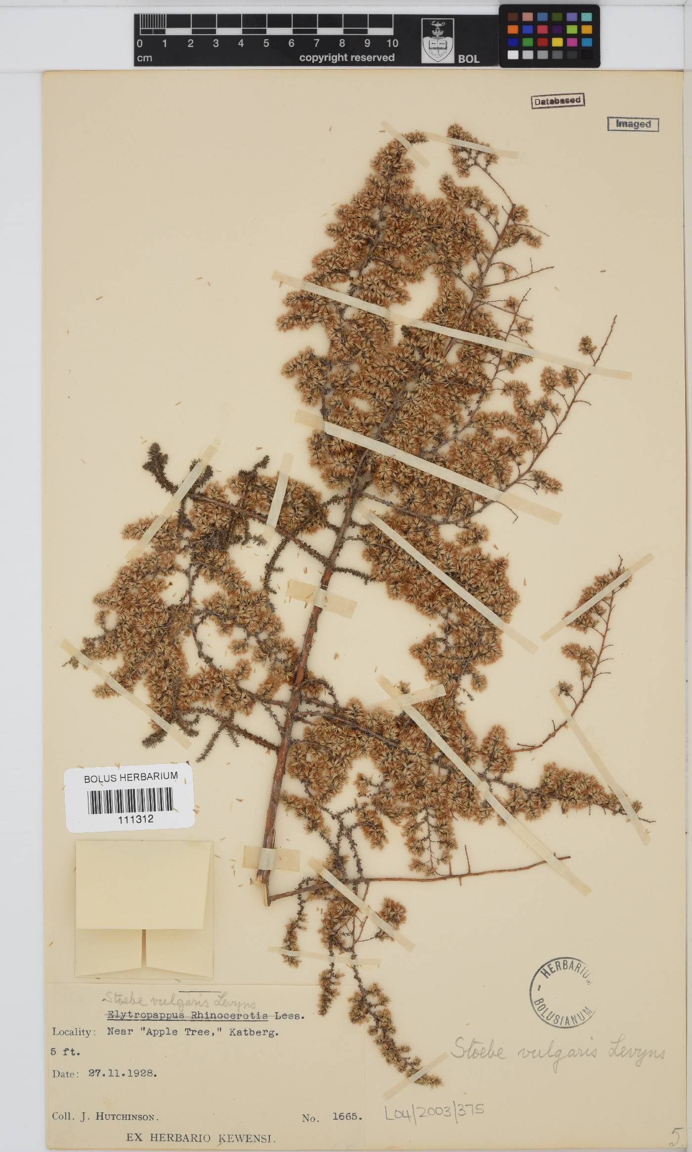 Seriphium plumosum image