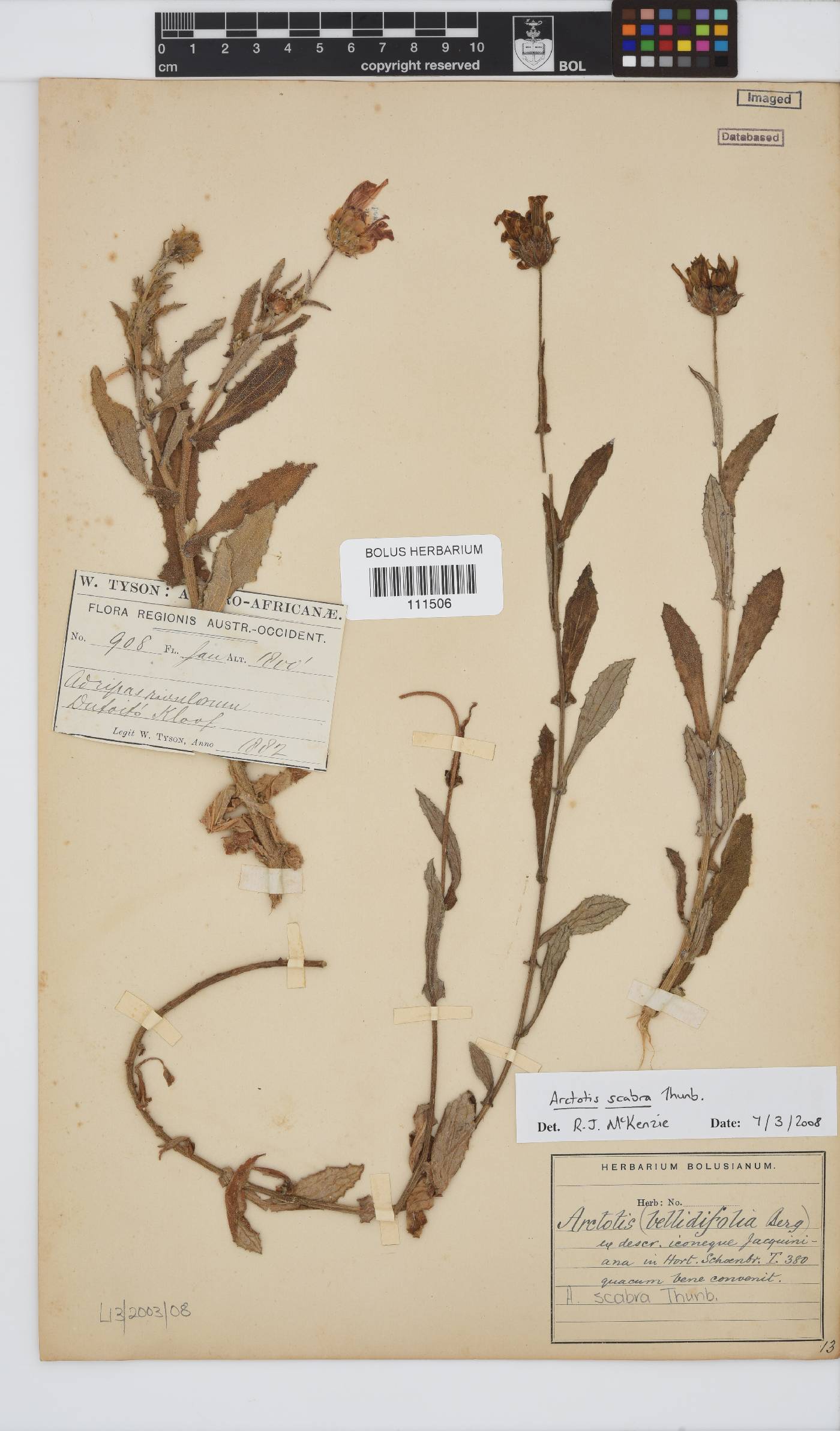 Arctotis scabra image