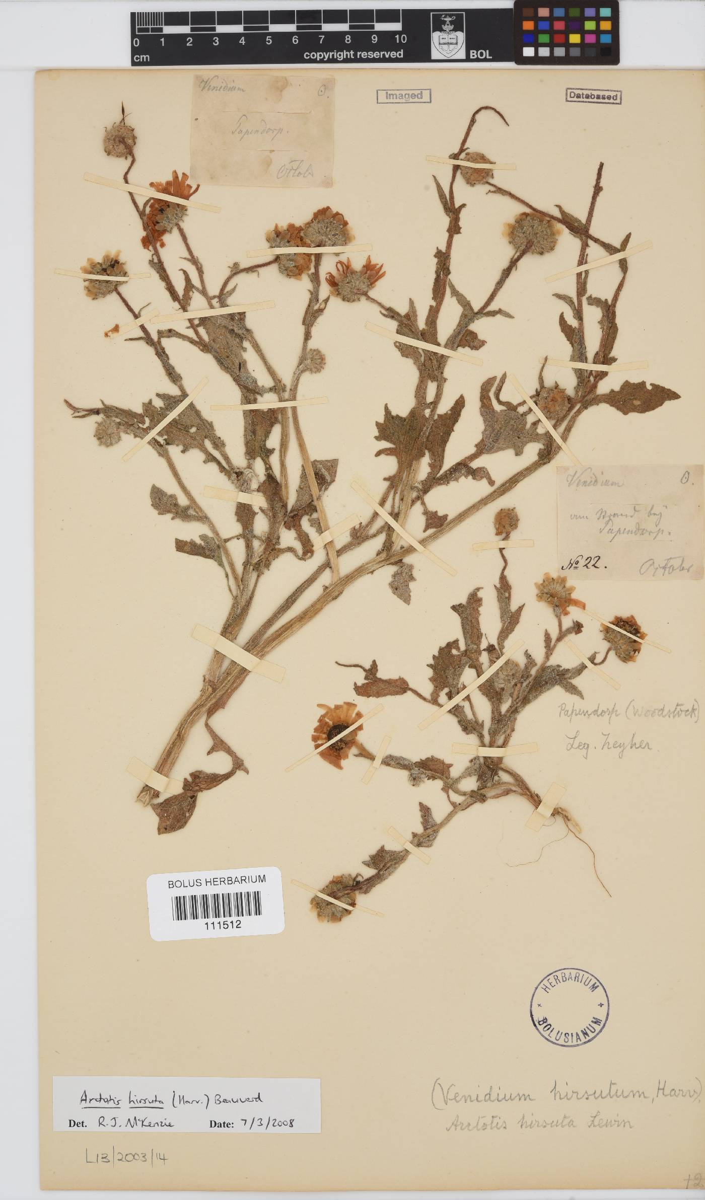 Arctotis hirsuta image