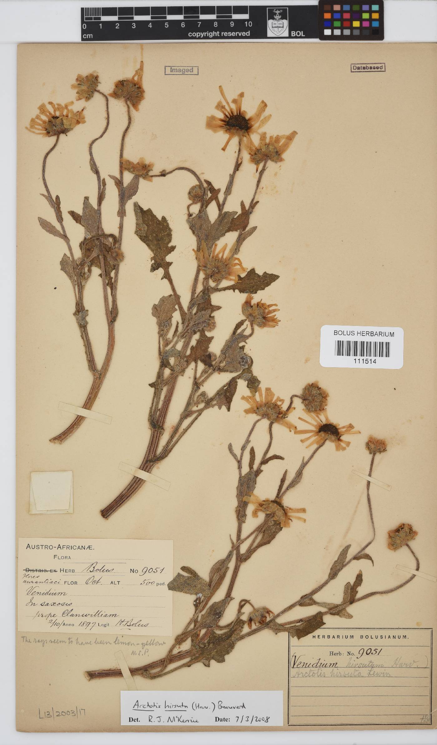 Arctotis hirsuta image