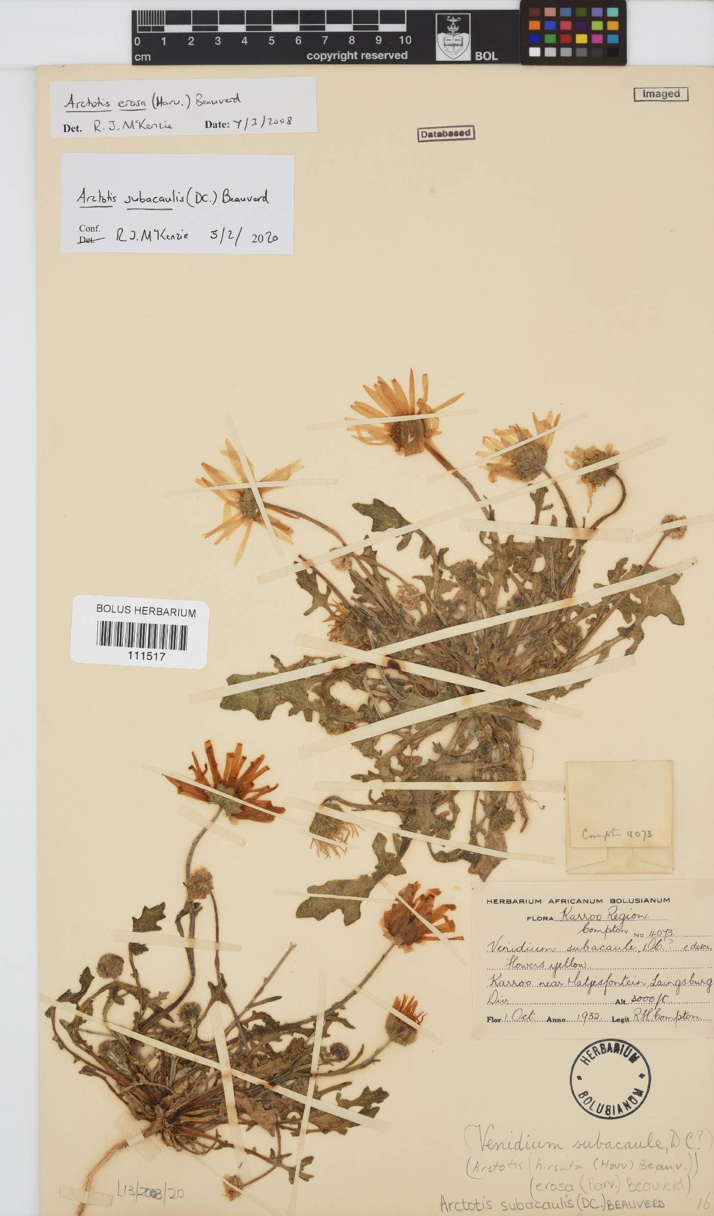 Arctotis subacaulis image