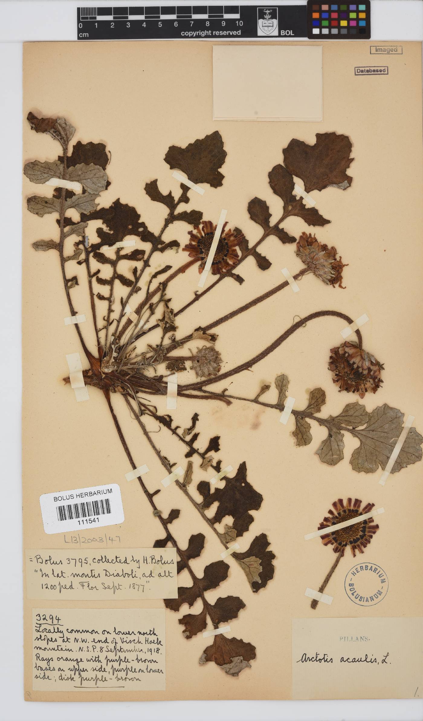 Arctotis acaulis image